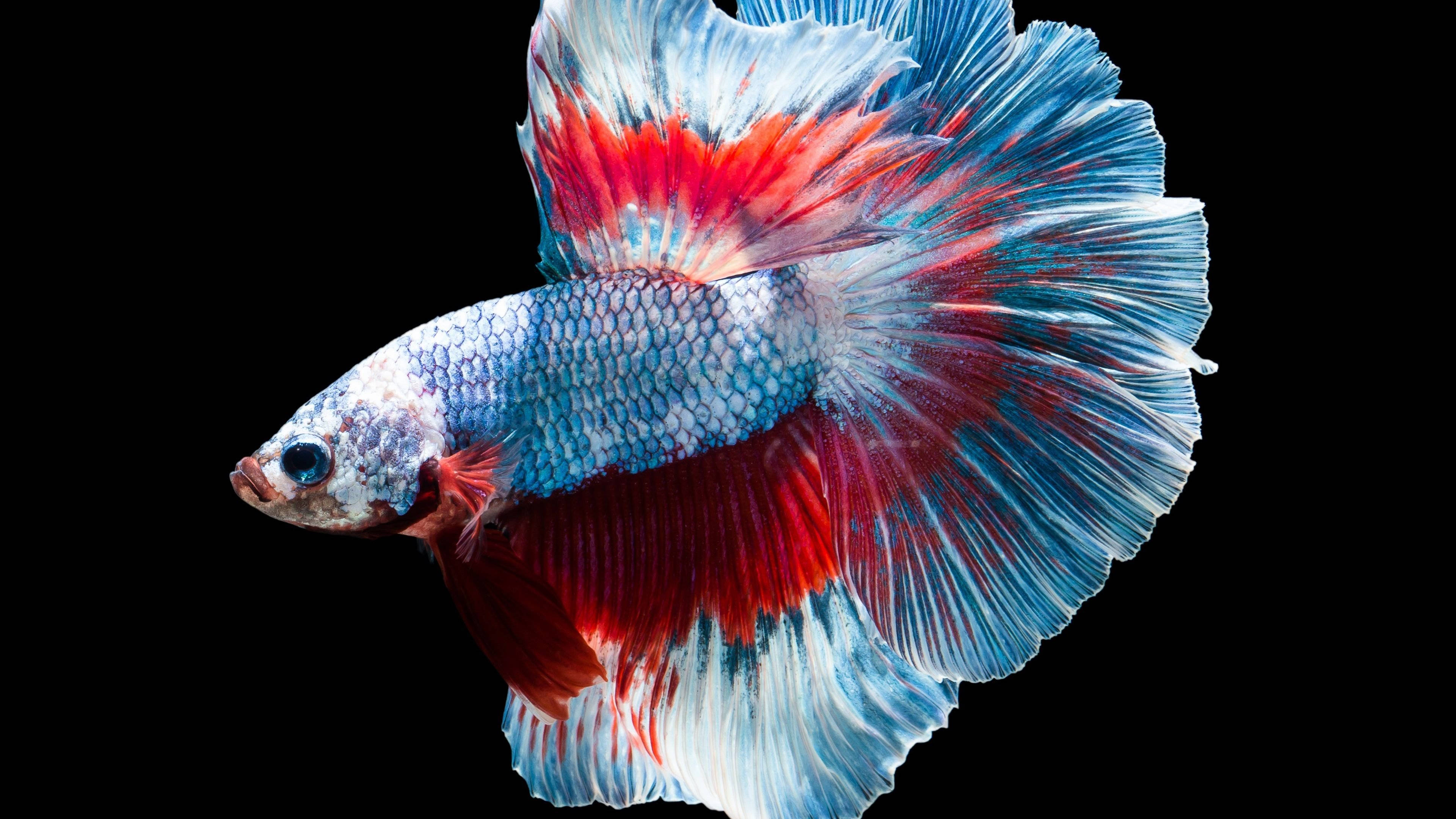 Betta Fish 桌布 壁紙 — 一條色彩鮮豔的鬥魚，帶有流動的紅色和藍色魚鰭，在純黑色背景上閃耀。
