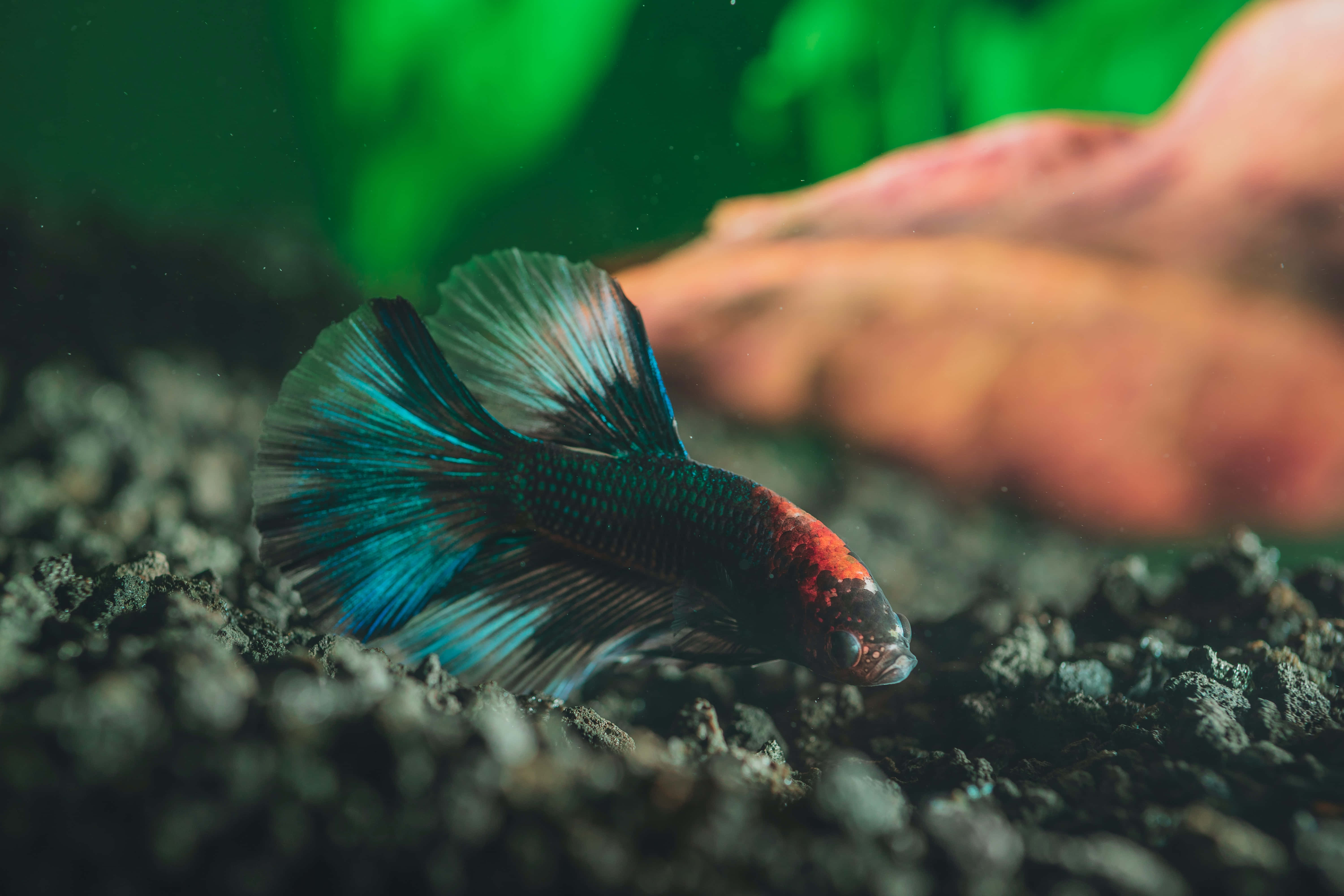 Fish Scale 桌布 壁紙 — 一條色彩鮮豔的鬥魚，帶有流動的藍色和紅色魚鰭，在柔和照明的魚缸中休息在深色礫石上，背景是模糊的綠色和橙色。