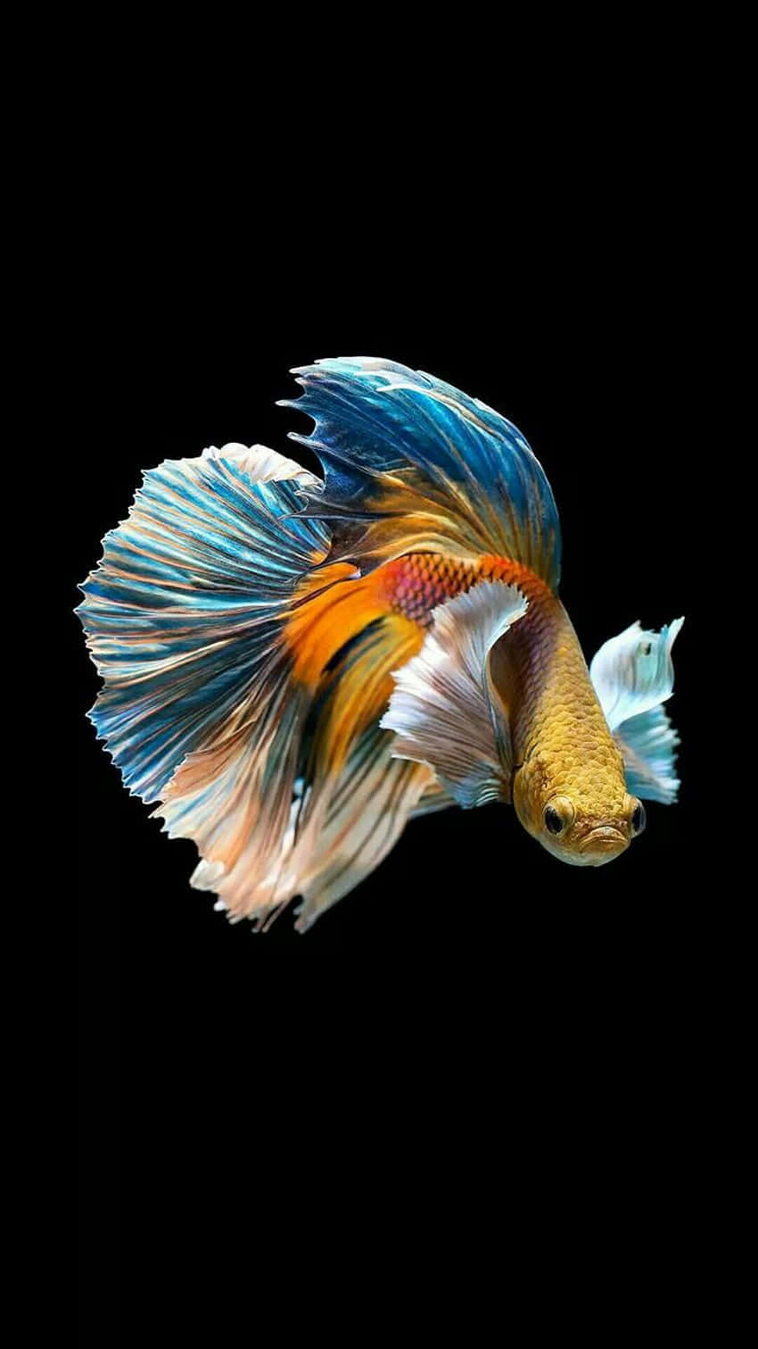 魚 桌布 壁紙 — 一條色彩鮮豔的鬥魚，帶有流動的藍色、橙色和白色魚鰭，在純黑色背景上優雅地游動。