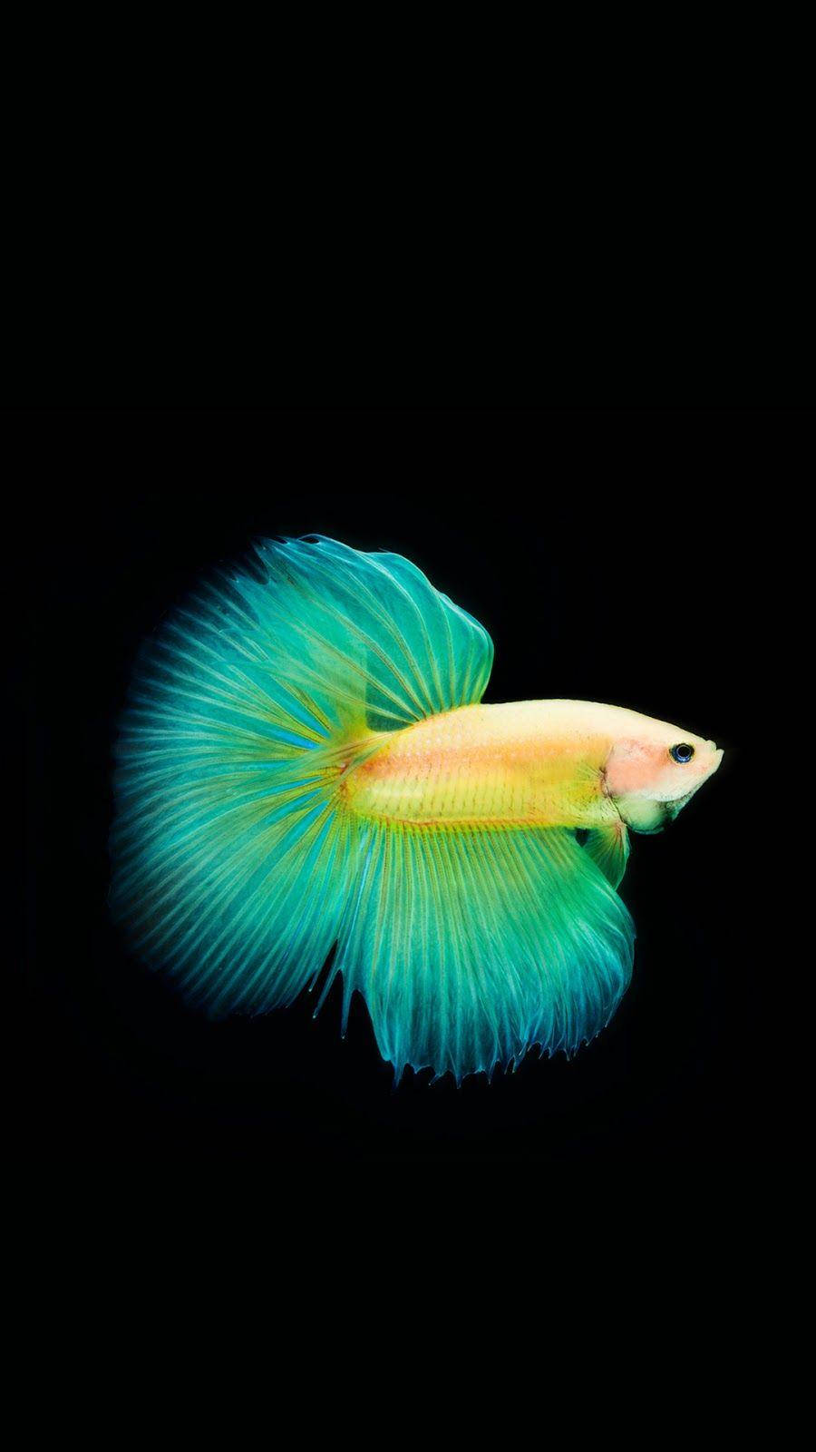 Gambar 桌布 壁紙 — 一條色彩鮮豔的鬥魚，帶有流動的藍綠色魚鰭，在純黑色背景下發光。