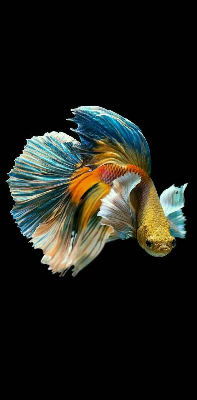 動物 桌布 壁紙 — 一條色彩鮮豔的鬥魚，帶有流動的藍色、橙色和白色魚鰭，在純黑色背景下游泳。