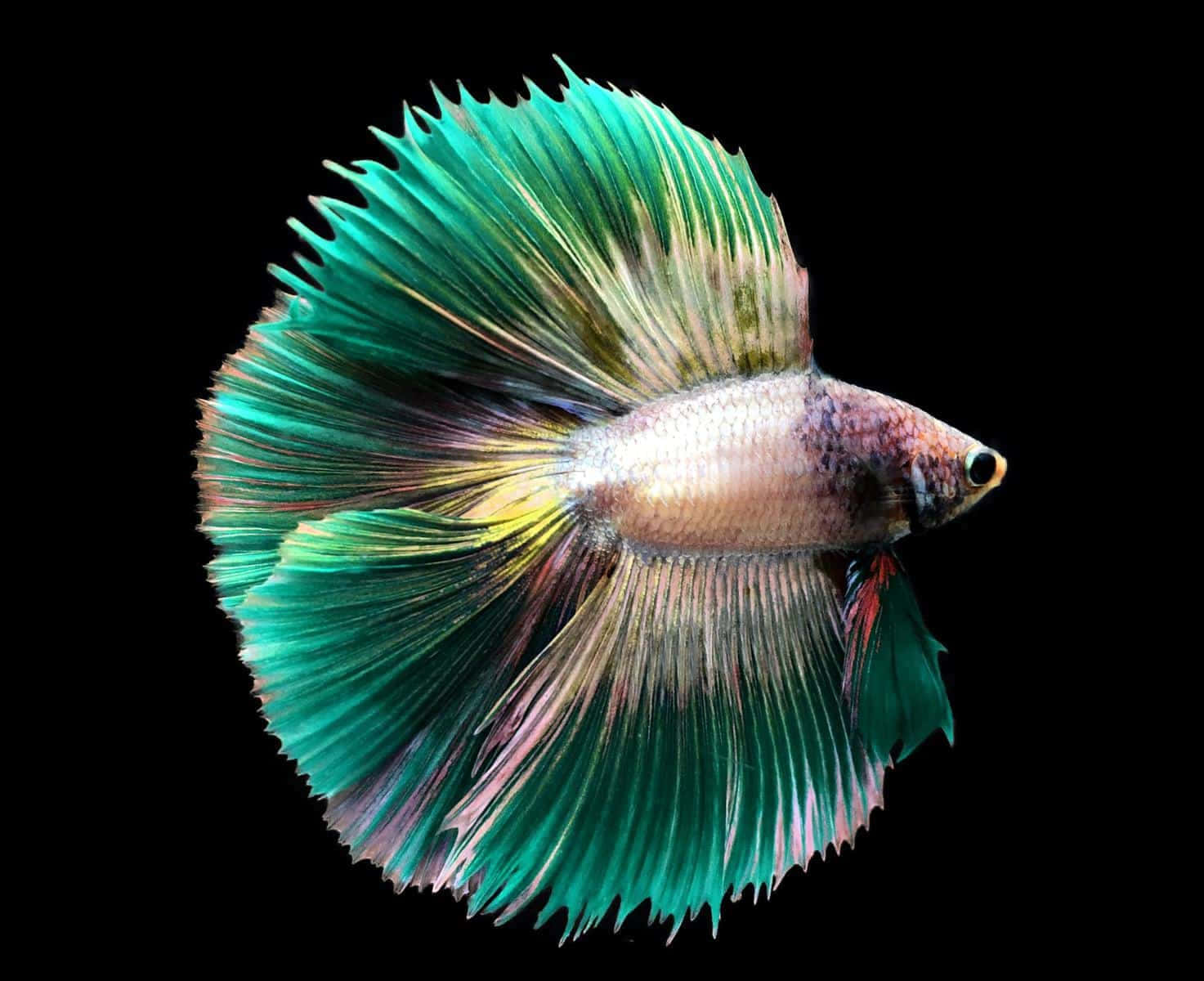 魚 桌布 壁紙 — 一條色彩鮮豔的鬥魚，帶有流動的藍綠色和粉紅色魚鰭，在純黑色背景上發光。