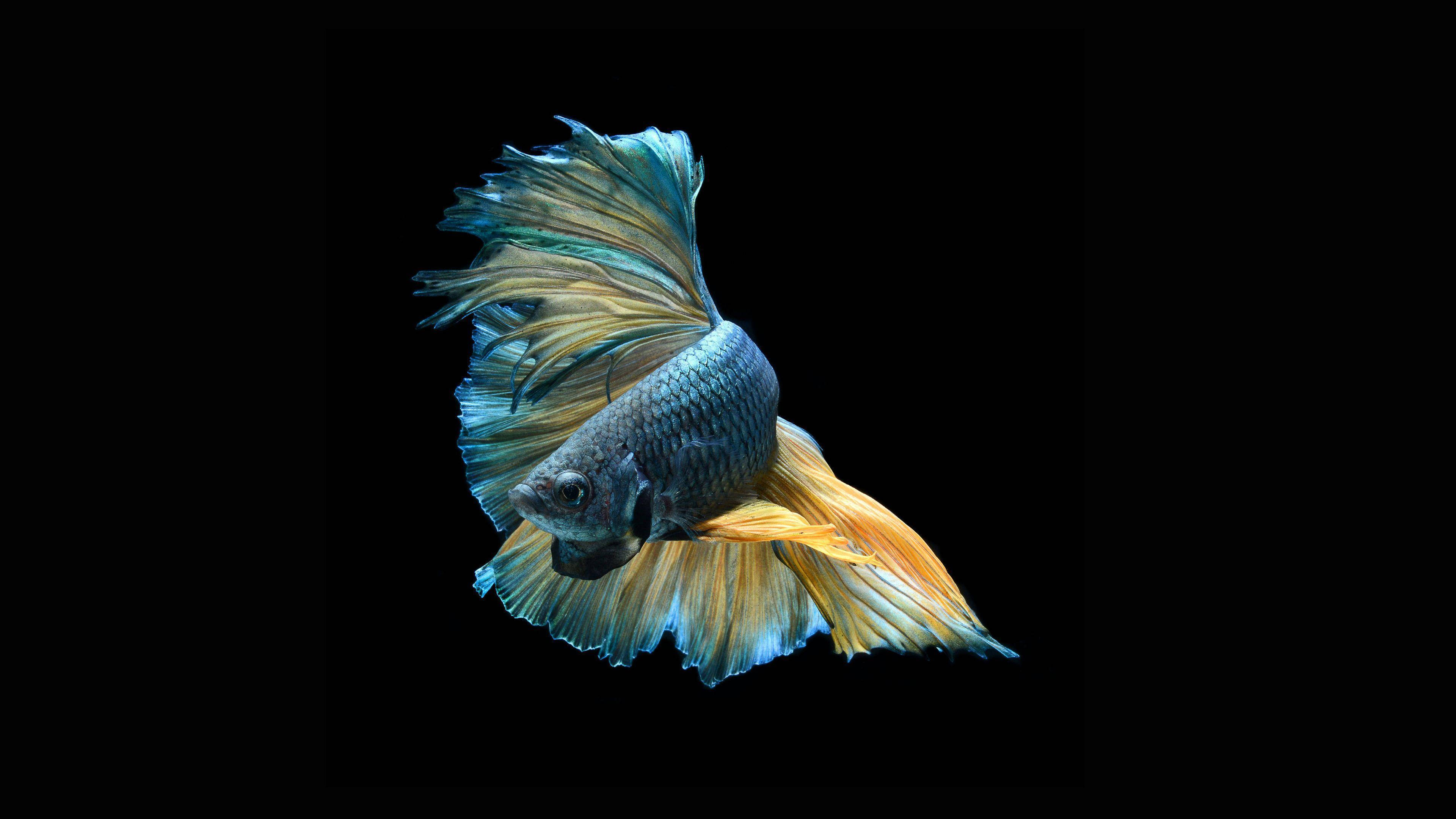 Betta Fish 桌布 壁紙 — 一條色彩鮮豔的鬥魚，帶有流動的藍色和橙色魚鰭，在純黑色背景下優雅地滑行。