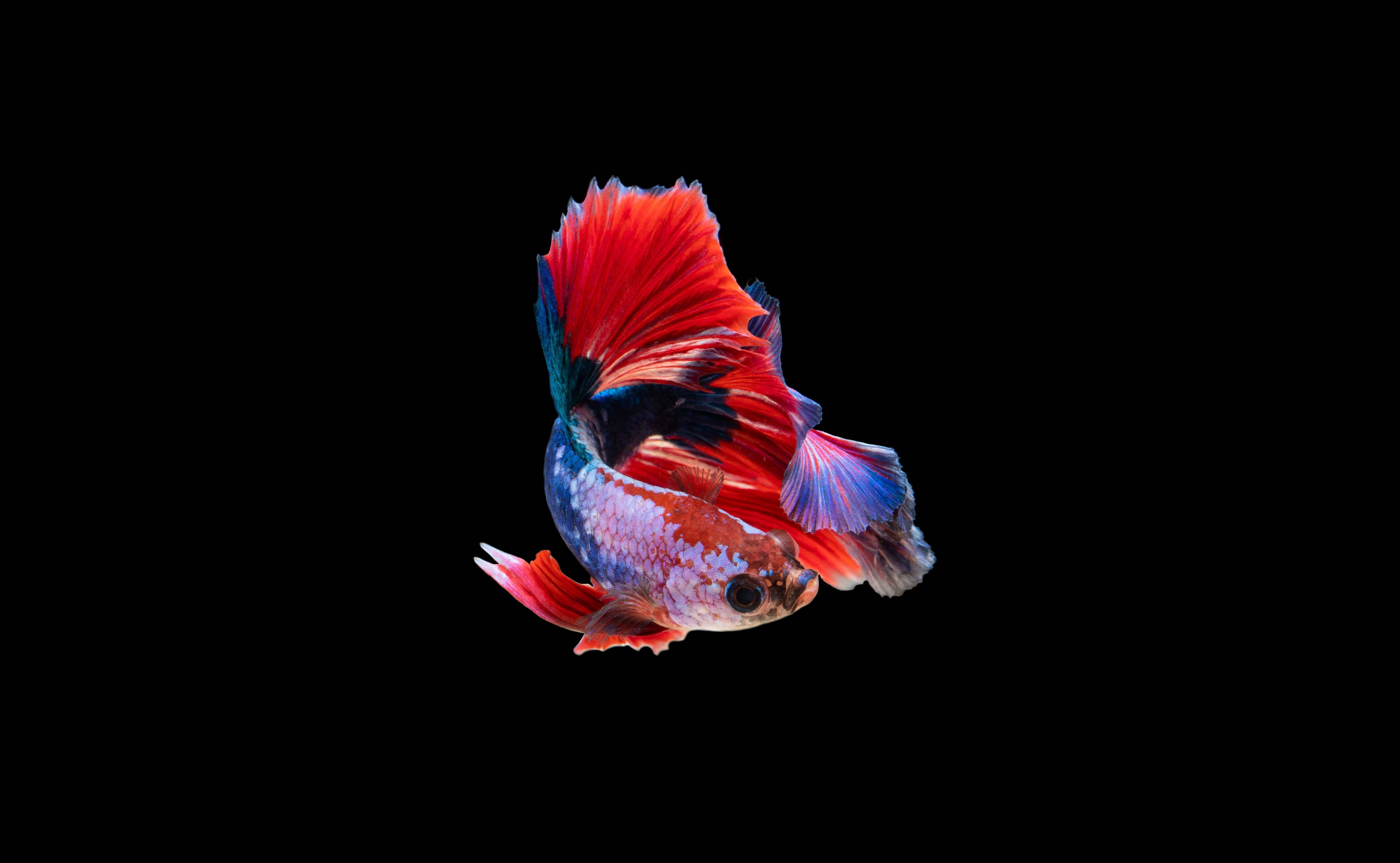 魚 桌布 壁紙 — 一條色彩鮮豔的鬥魚，帶有火紅和電光藍的魚鰭，在純黑背景上優雅地游動。