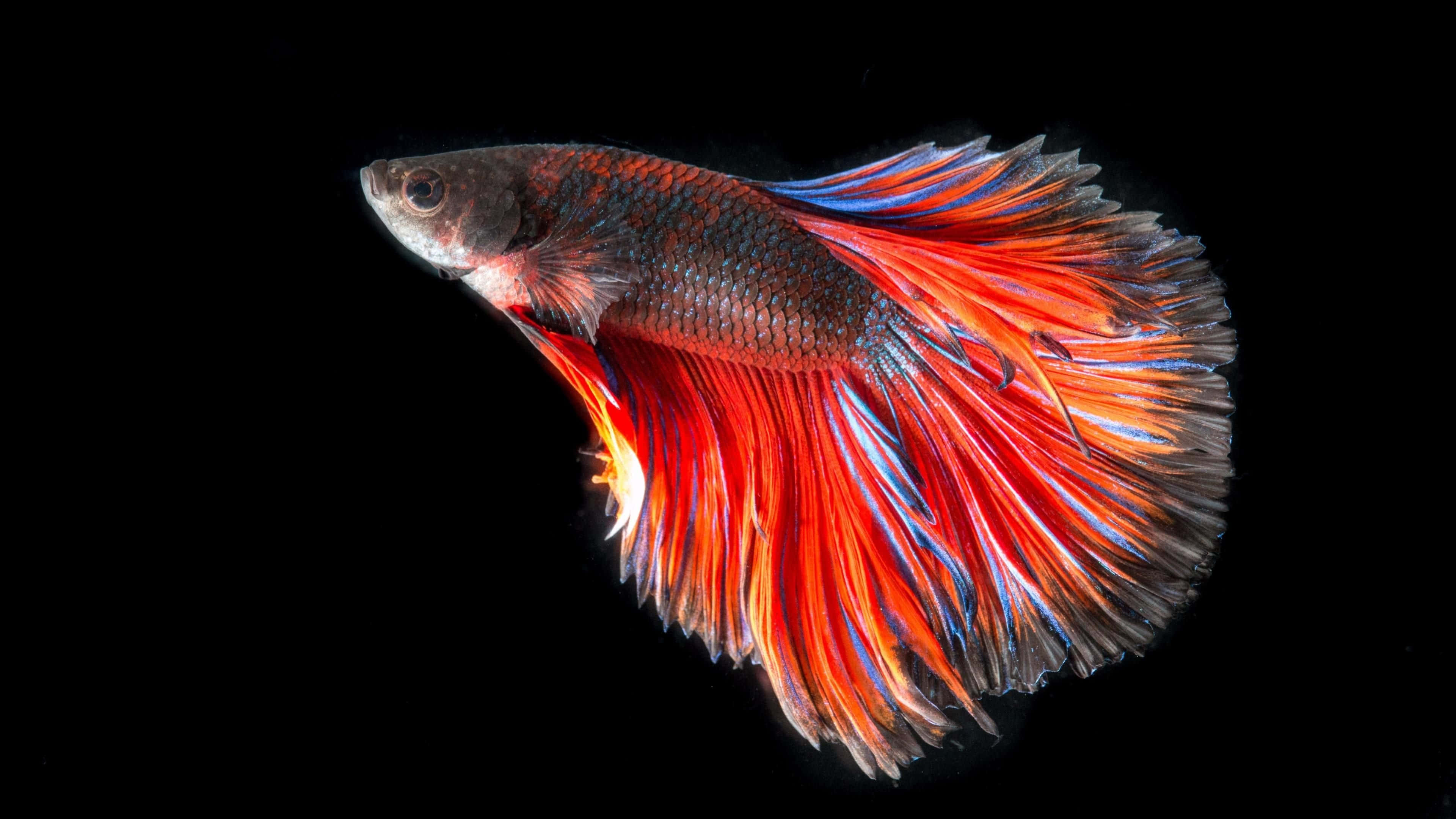 4K Fish 桌布 壁紙 — 一條色彩鮮豔的鬥魚，帶有火紅和電藍色的魚鰭，在純黑背景上優雅地滑行。