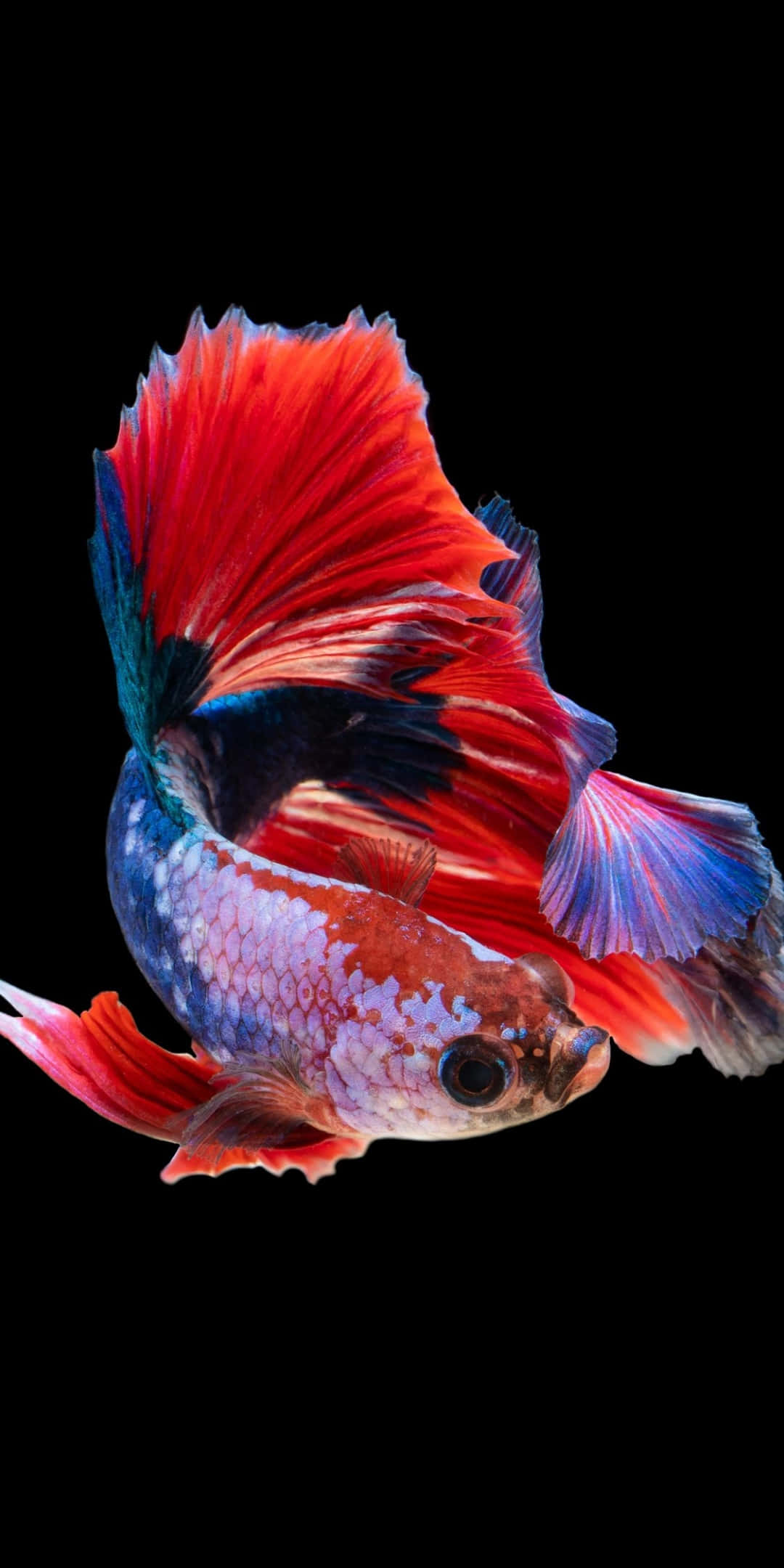 Pixel 3 Fish 桌布 壁紙 — 一條色彩鮮豔的鬥魚，帶有火紅和電藍色的魚鰭，在純黑背景下優雅地游動。
