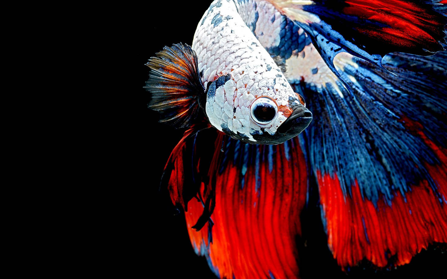 Betta Fish 桌布 壁紙 — 一條色彩鮮豔的鬥魚，帶有火紅和電光藍的魚鰭，在純黑背景下閃耀。
