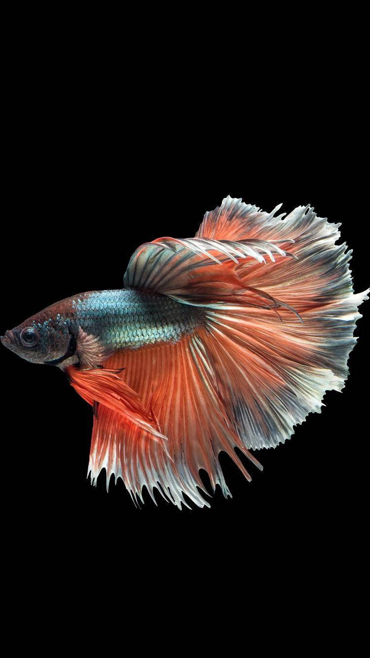 魚 桌布 壁紙 — 一條色彩鮮豔的鬥魚，帶有飄逸的紅色和藍色魚鰭，在純黑色背景下優雅地游動。