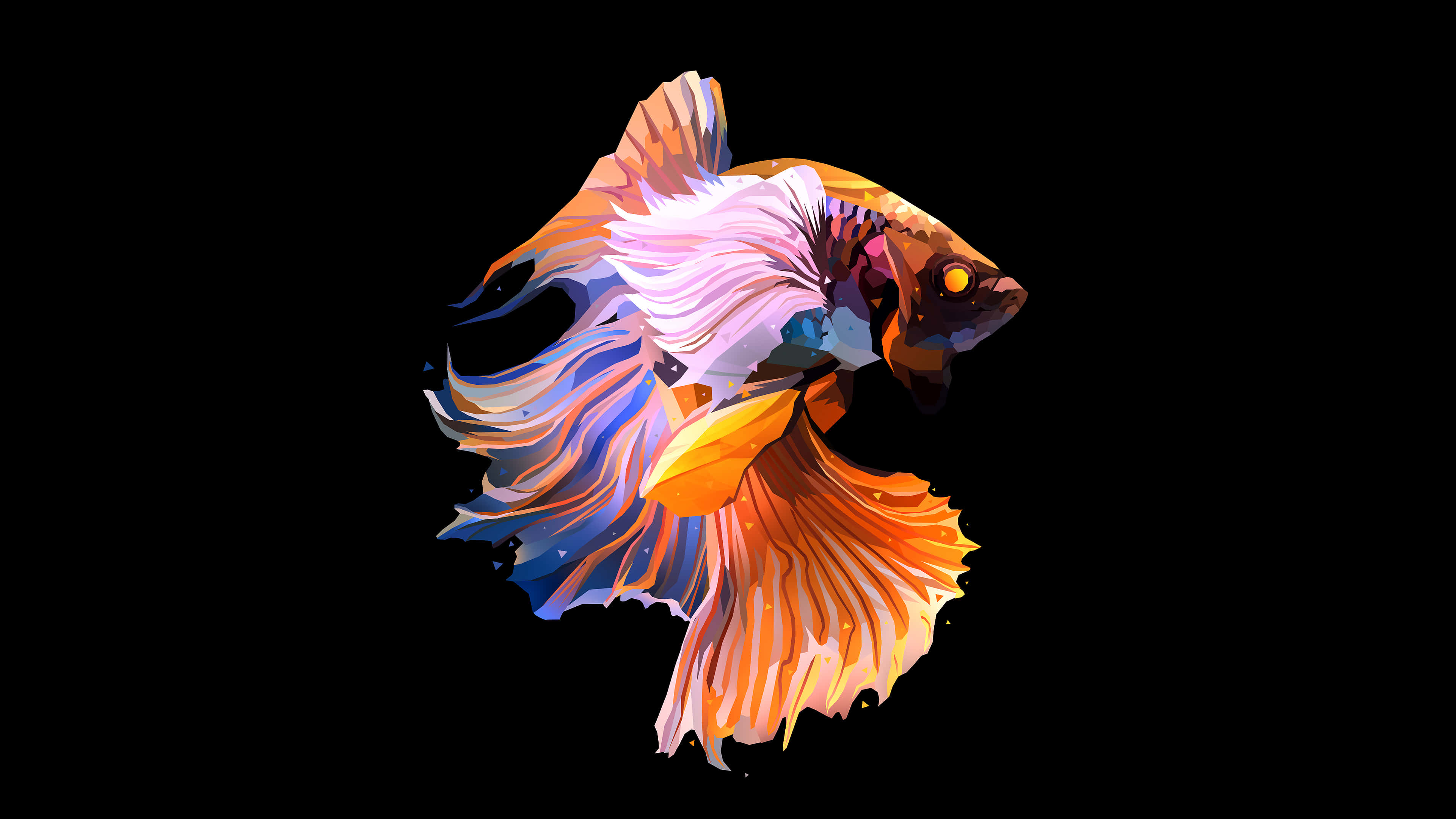 魚 桌布 壁紙 — 一條色彩鮮豔的鬥魚，擁有流動的橙色、藍色和白色魚鰭，在純黑色背景上閃耀。