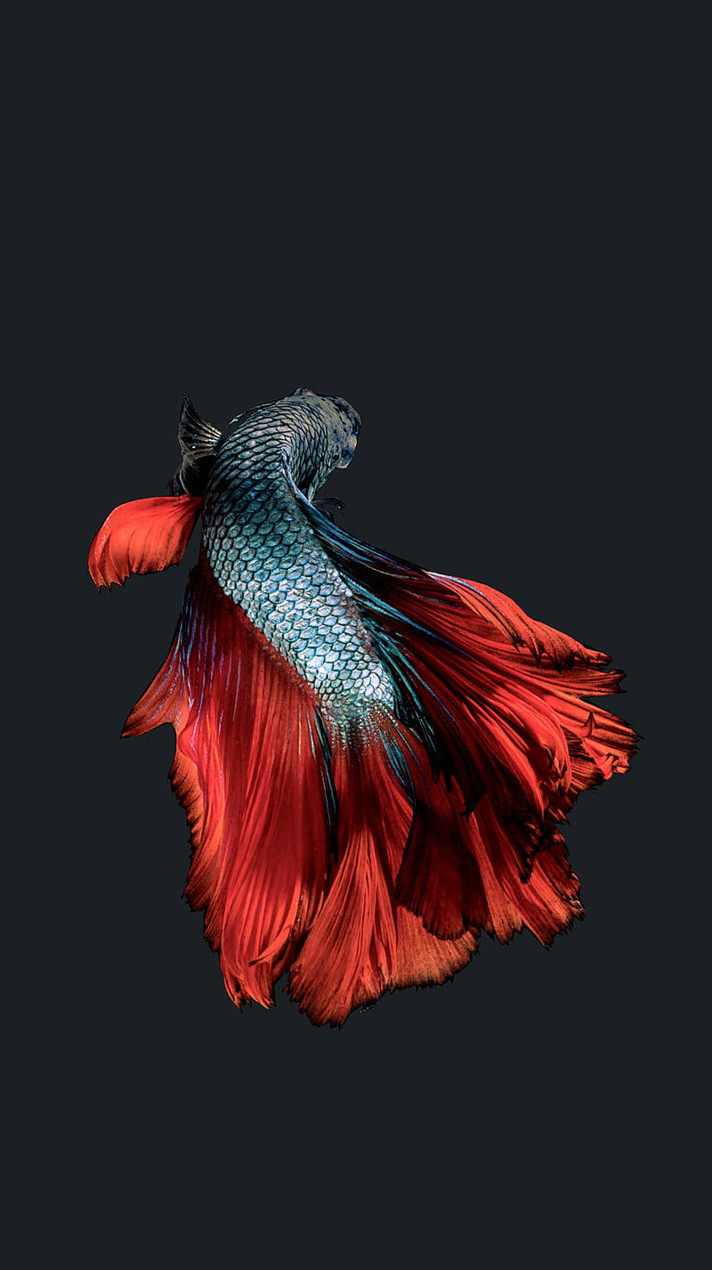 動物 桌布 壁紙 — 一條色彩鮮豔的鬥魚，擁有流動的紅色魚鰭和閃爍藍色鱗片，在深色背景下游泳。