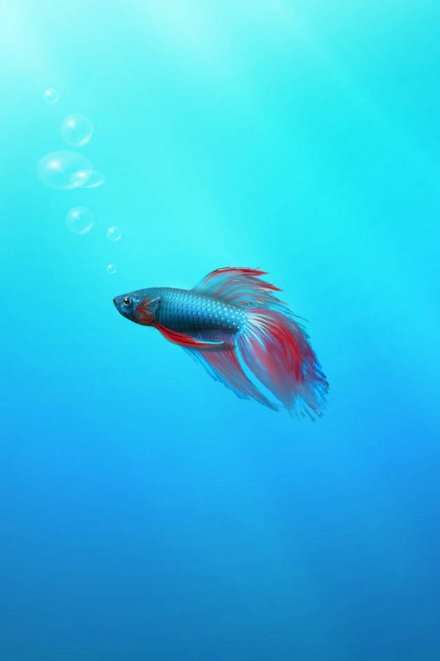 動物 桌布 壁紙 — 一條色彩鮮豔的鬥魚，擁有流動的紅色和藍色魚鰭，在清澈的藍綠色水中優雅地游動，伴隨著上升的氣泡。