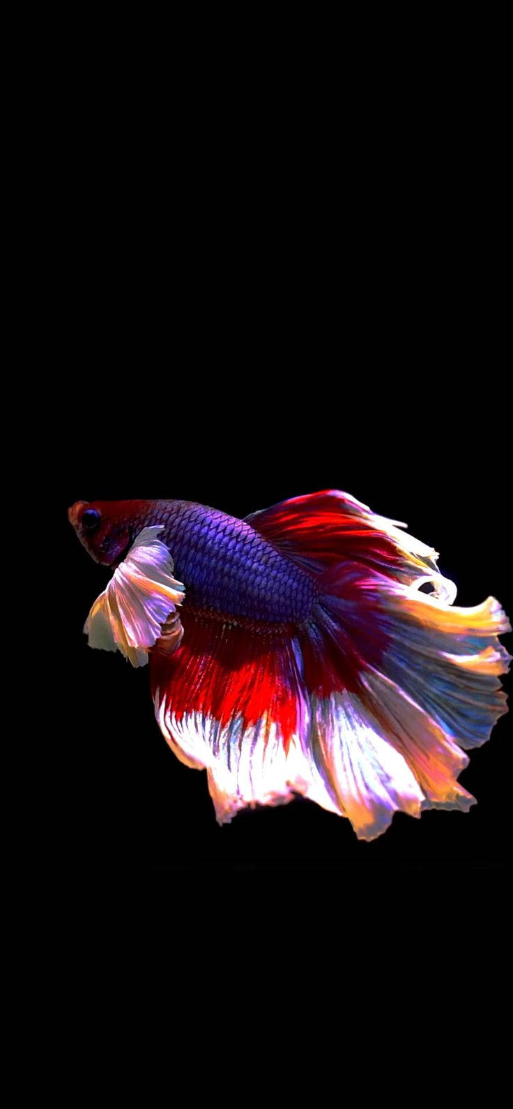 動物 桌布 壁紙 — 一條色彩鮮豔的鬥魚，擁有流動的紅色、藍色和白色魚鰭，在純黑色背景上優雅地滑行。