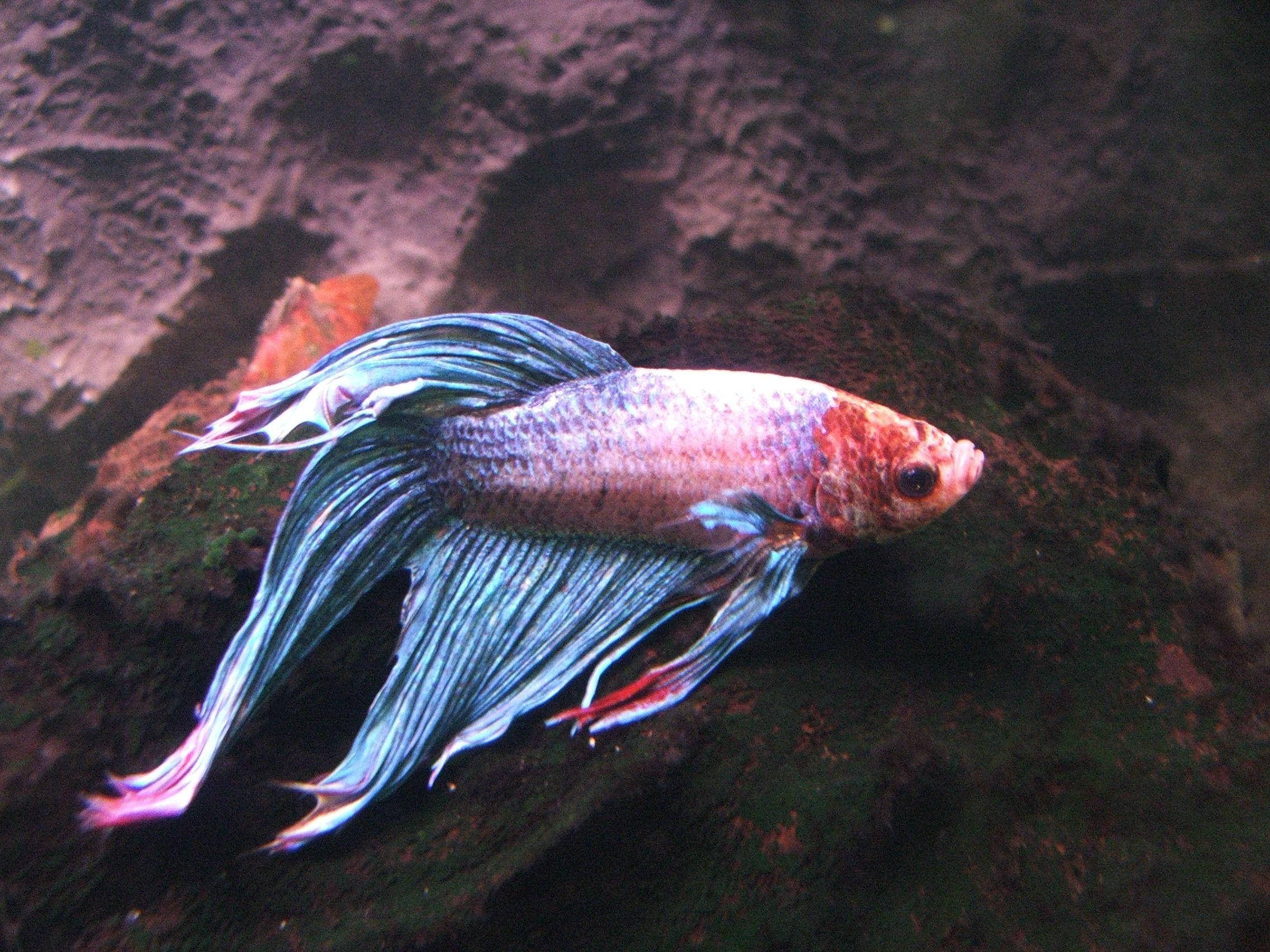 Betta Fish 桌布 壁紙 — 一條色彩鮮豔的鬥魚，擁有流動的藍色和粉紅色魚鰭，在光線昏暗的水族箱中優雅地游近長滿苔蘚的石頭。