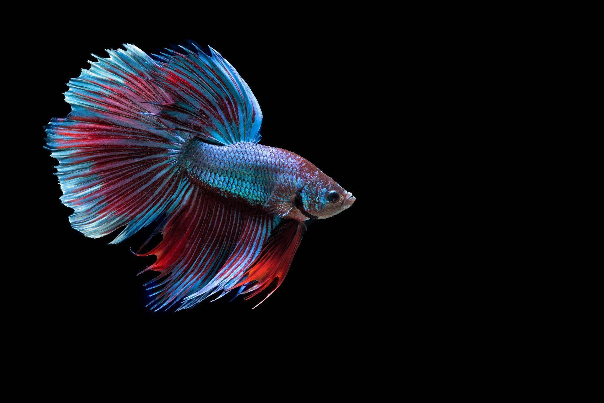 Betta Fish 桌布 壁紙 — 一條色彩鮮豔的鬥魚，擁有流動的藍色和紅色魚鰭，在純黑背景下優雅地滑行。