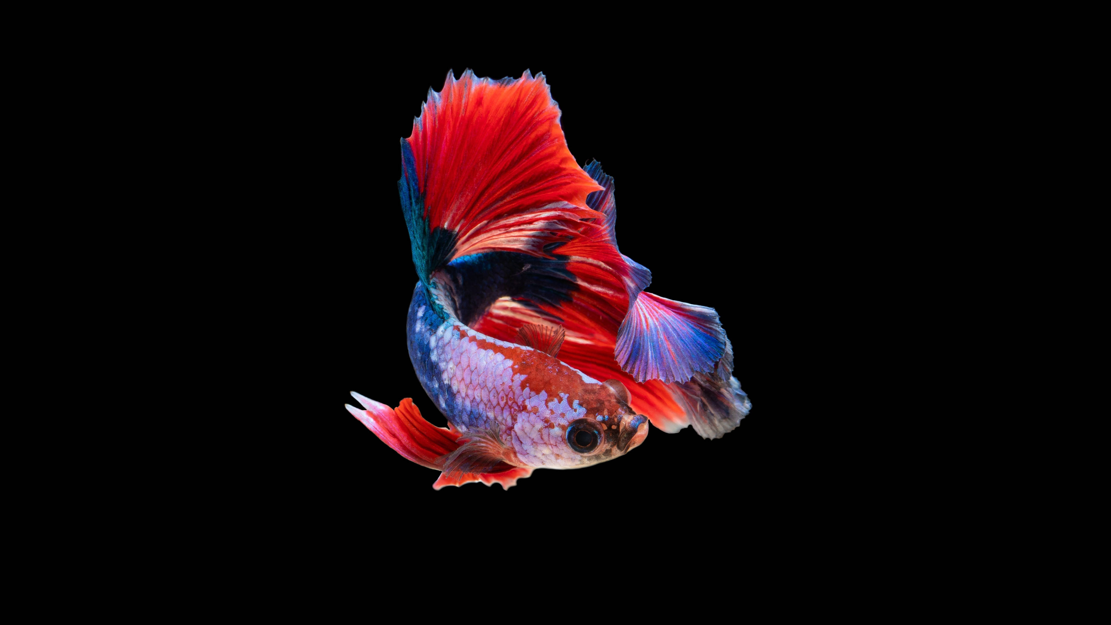 AMOLED 4K 桌布 壁紙 — 一條色彩鮮豔的鬥魚，擁有火紅和電藍色的魚鰭，在純黑背景上優雅地滑行。