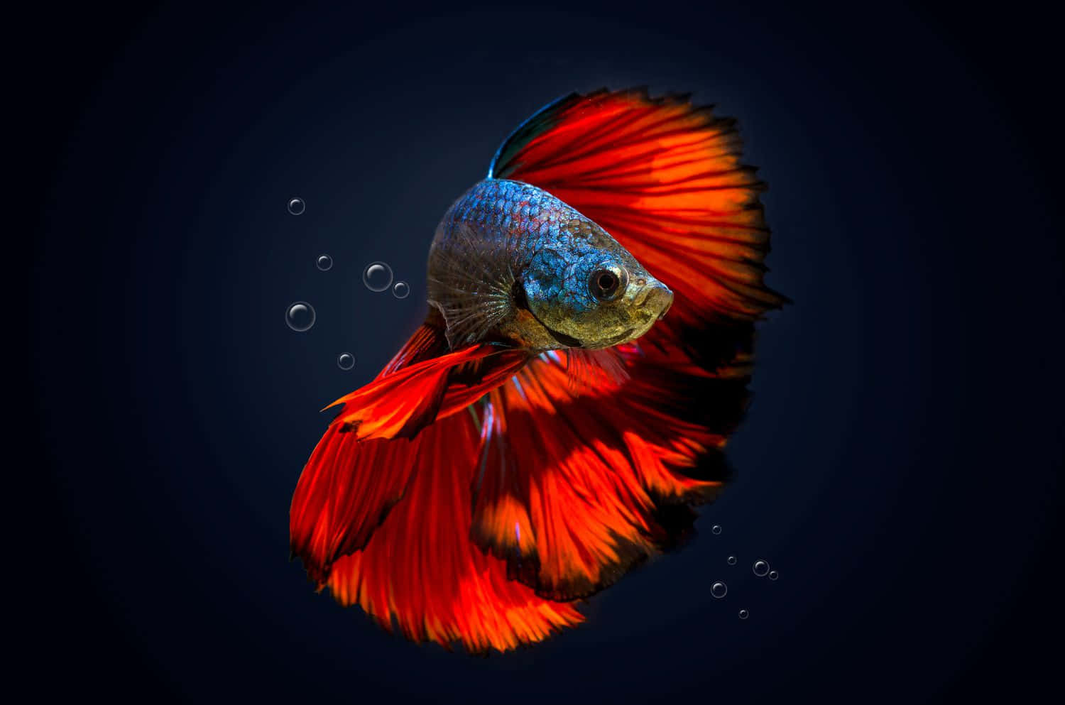 Best Fish 桌布 壁紙 — 一條色彩鮮豔的鬥魚，擁有火紅的魚鰭和虹彩藍色鱗片，在帶有浮動氣泡的深色背景中優雅地游動。