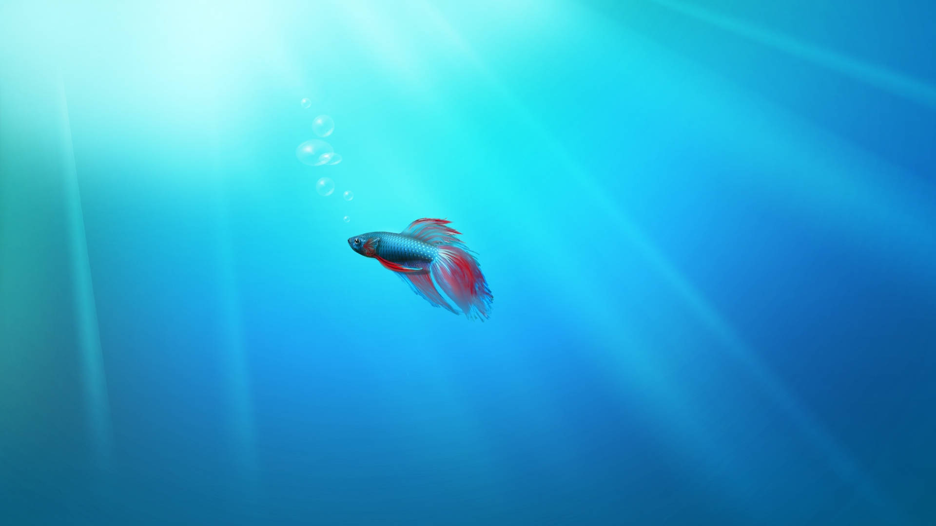魚 桌布 壁紙 — 一條色彩鮮豔的鬥魚在陽光照射的藍色水中優雅地游動，光線和浮動的氣泡交織其中。