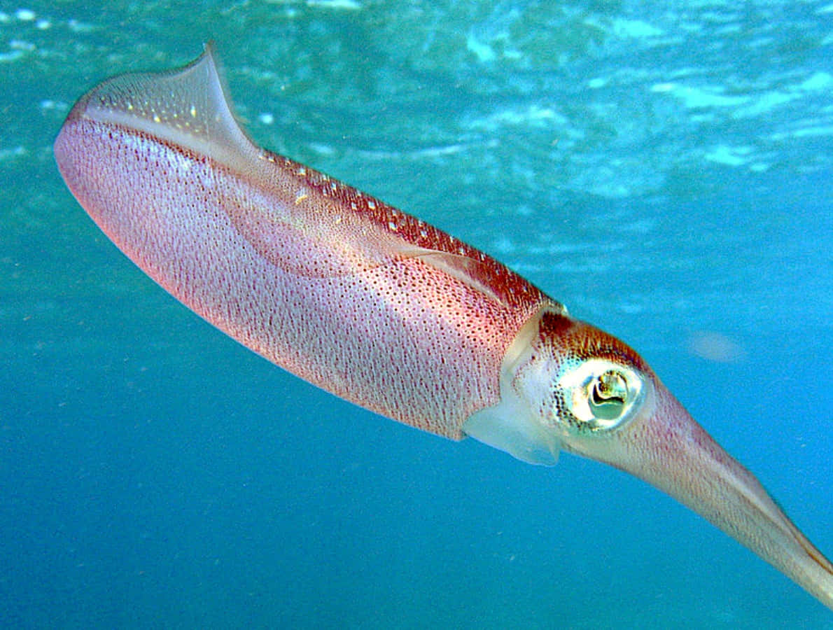 squid 桌布 壁紙 — 一條色彩鮮豔的魷魚在清澈的碧綠海水中滑行，其大眼睛和斑點外套膜清晰對焦。