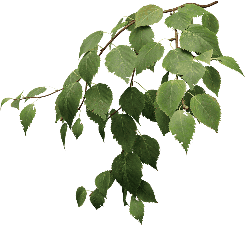 Tree Leaves 桌布 壁紙 — 一條茂密的綠色樺樹枝，帶有鋸齒狀的葉子，優雅地垂落在純黑色背景上。