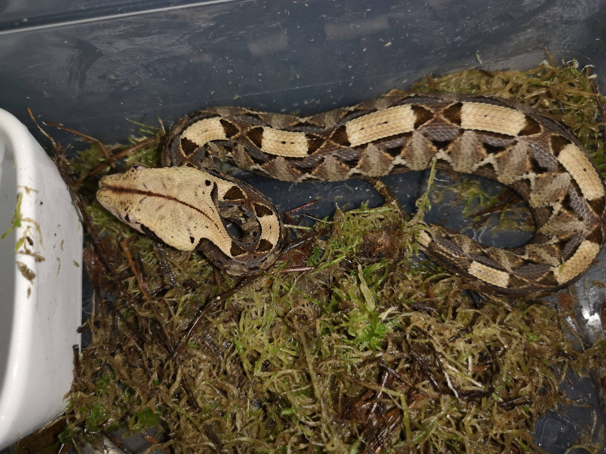 reptile 桌布 壁紙 — 一條葉頭蝮蛇盤繞在苔蘚上，位於透明圍欄內，附有一個白色陶瓷碟。