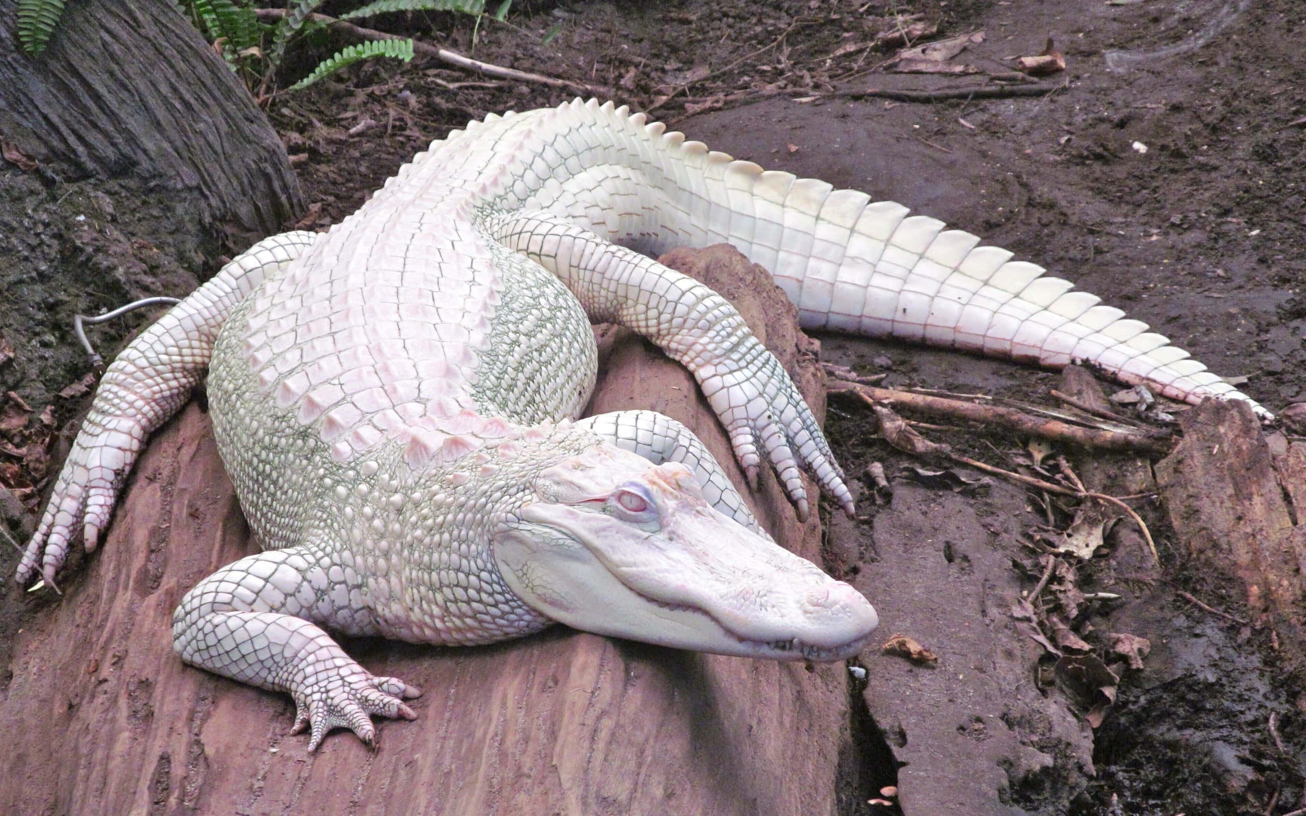 Alligator 桌布 壁紙 — 一條蒼白的短吻鱷在潮濕森林地面長滿苔蘚的木頭上休息，周圍是蕨類植物和腐爛的木頭。