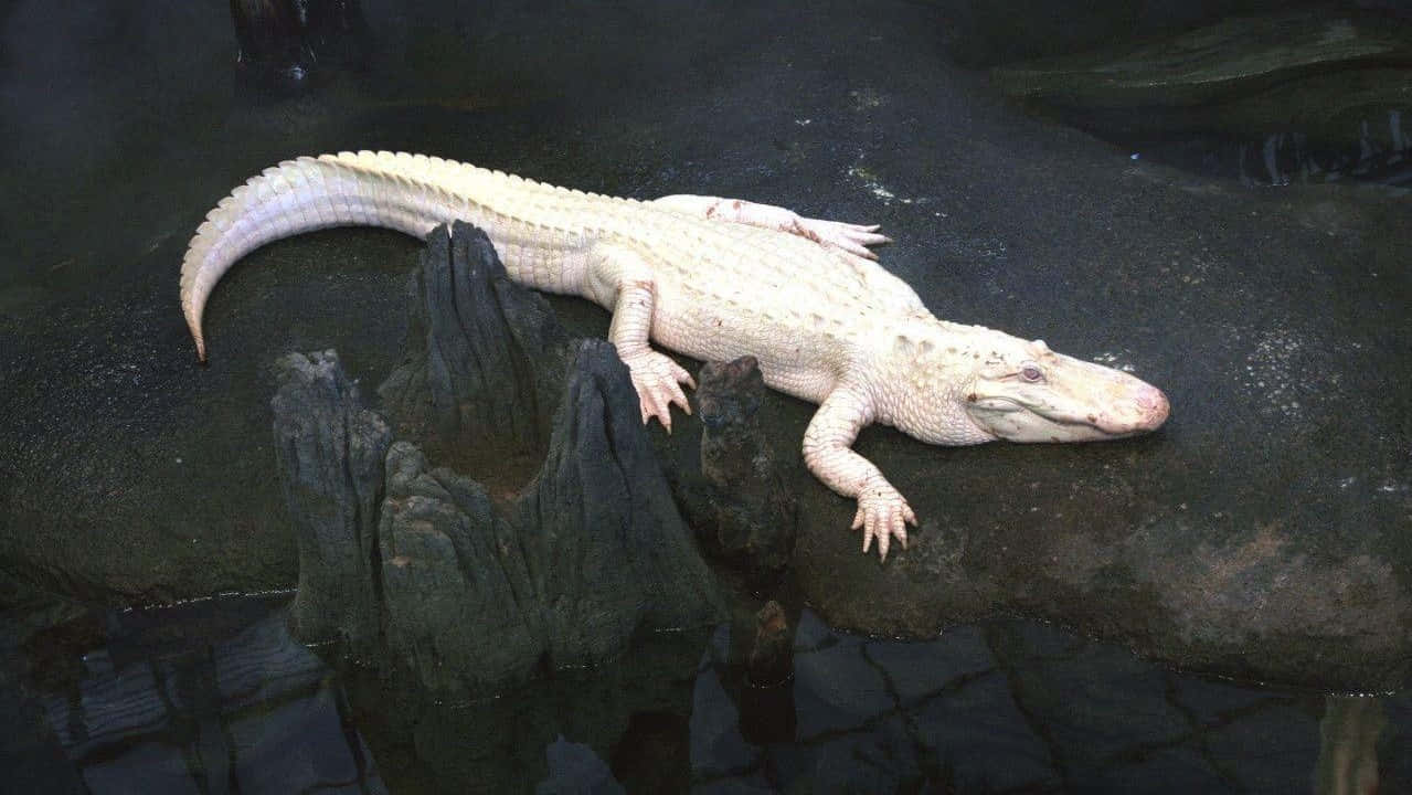 Alligator 桌布 壁紙 — 一條蒼白的短吻鱷在陰暗潮濕的岩石上休息，旁邊是渾濁的水，在平靜自然的圍欄內。