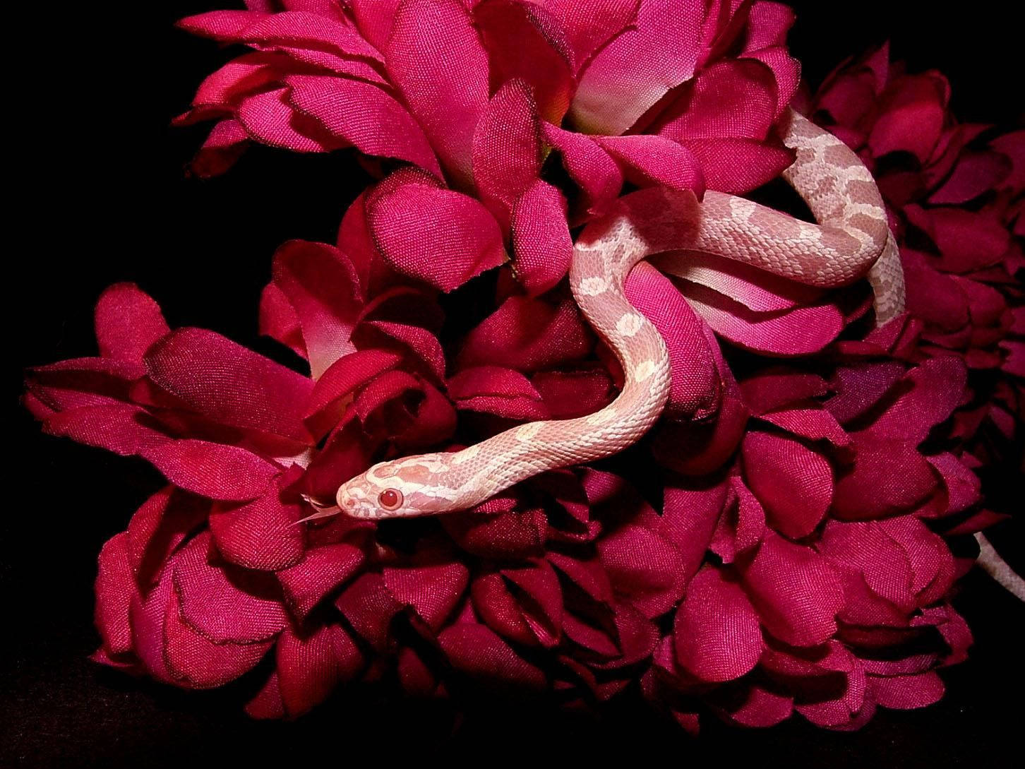 Flowers 桌布 壁紙 — 一條蒼白的蛇，紅色眼睛，在黑色背景上優雅地纏繞在深洋紅色布料花瓣之間。