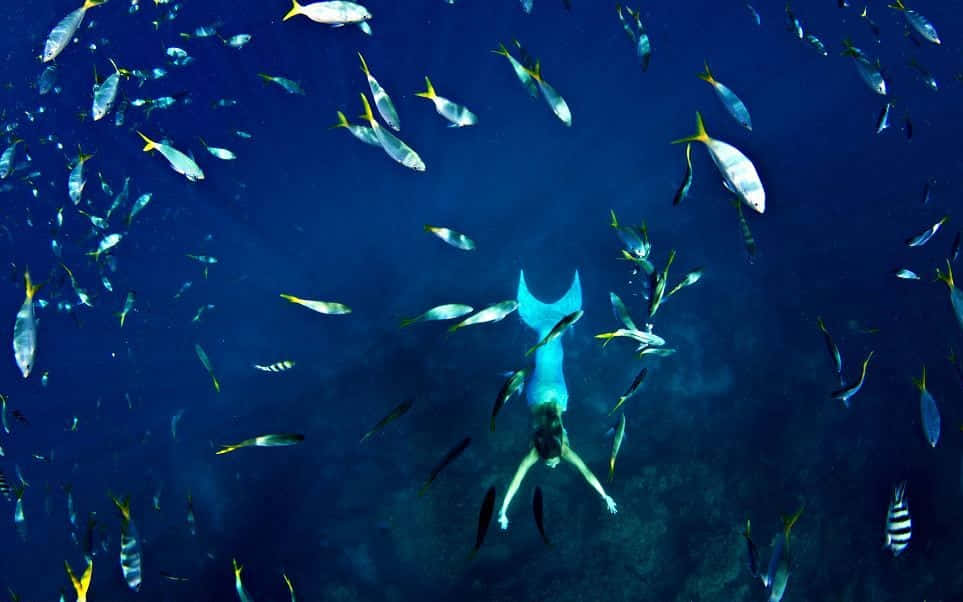 美人魚 桌布 壁紙 — 一條藍尾美人魚在深藍色海水中被銀色和黃色魚群環繞，優雅地滑行。