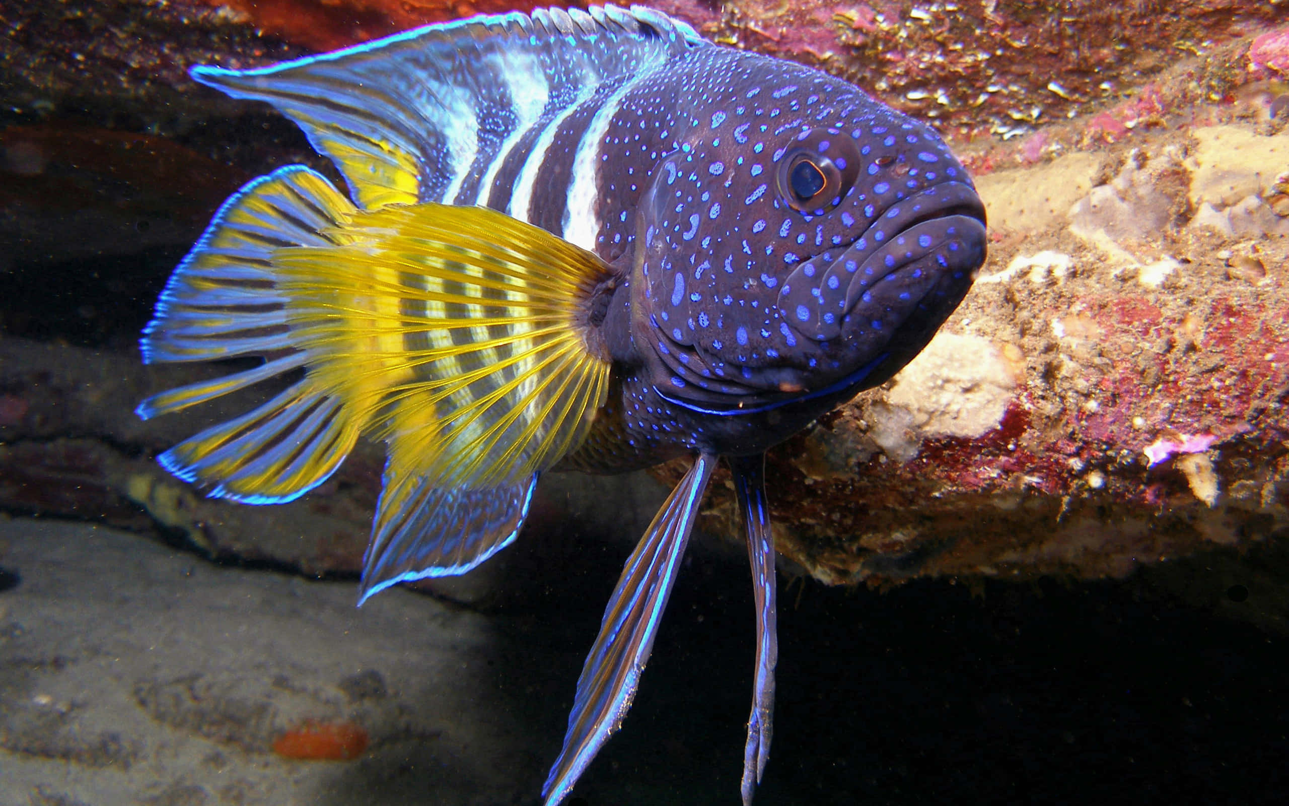 一條藍黃相間的魚 壁紙