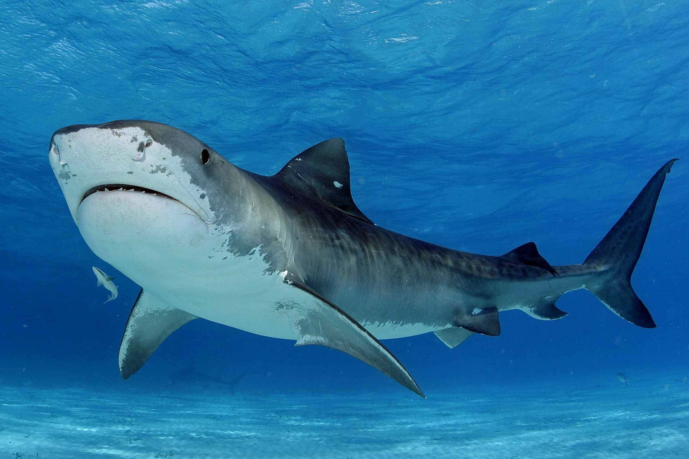 Scary Shark 桌布 壁紙 — 一條虎鯊在清澈的藍色海洋中優雅地滑行，陽光從上方過濾而下。