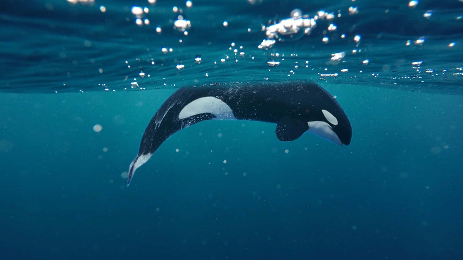 Killer Whale 桌布 壁紙 — 一條虎鯨優雅地在水下滑行，陽光從上方水面穿透而過。
