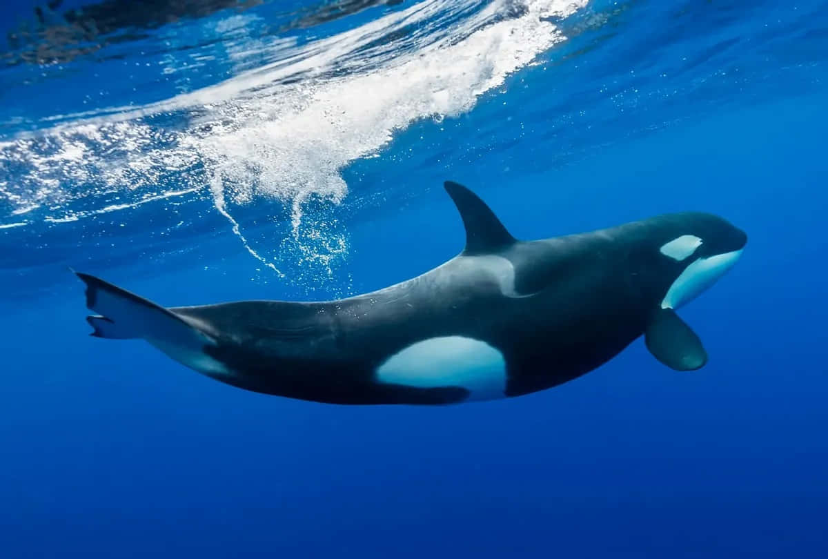 Killer Whale 桌布 壁紙 — 一條虎鯨在清澈的藍色海水中優雅地滑行，陽光從上方照射下來。