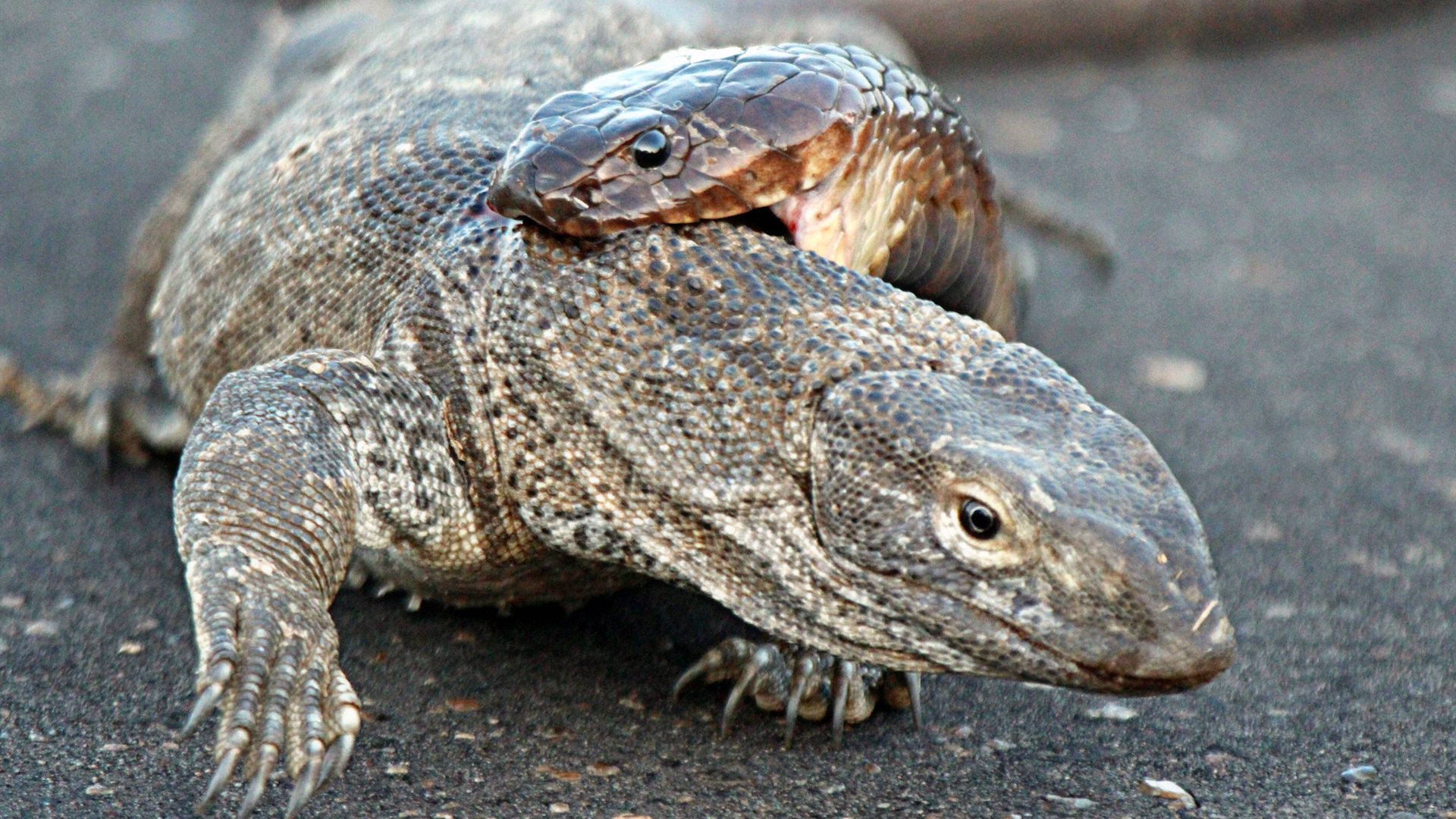 reptile 桌布 壁紙 — 一條蛇在深色瀝青上咬住巨蜥，特寫細節強烈。
