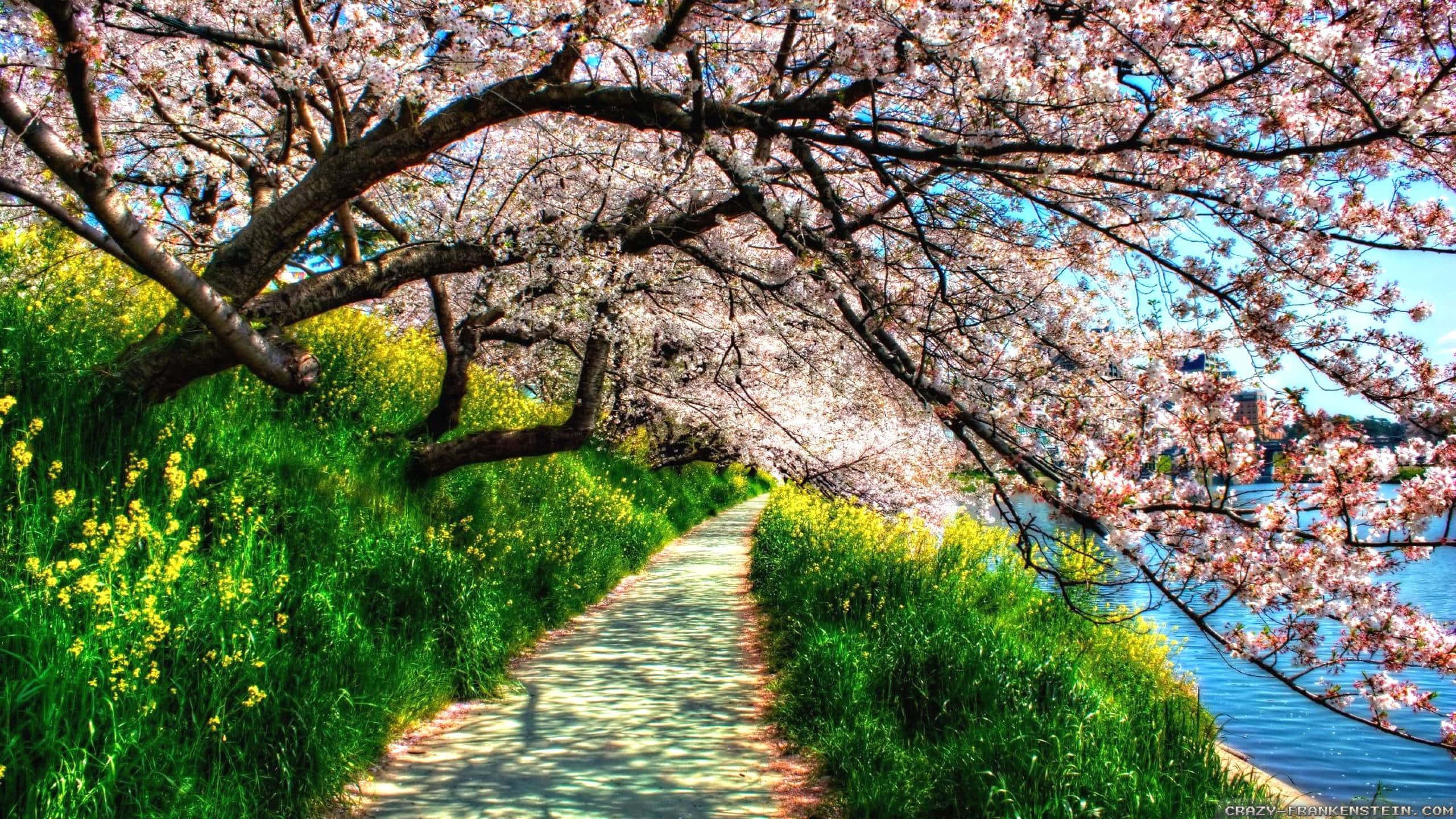 Spring Time 桌布 壁紙 — 一條蜿蜒小徑，上方是粉紅櫻花樹冠，旁邊是河流，河邊有黃色花朵和綠草。