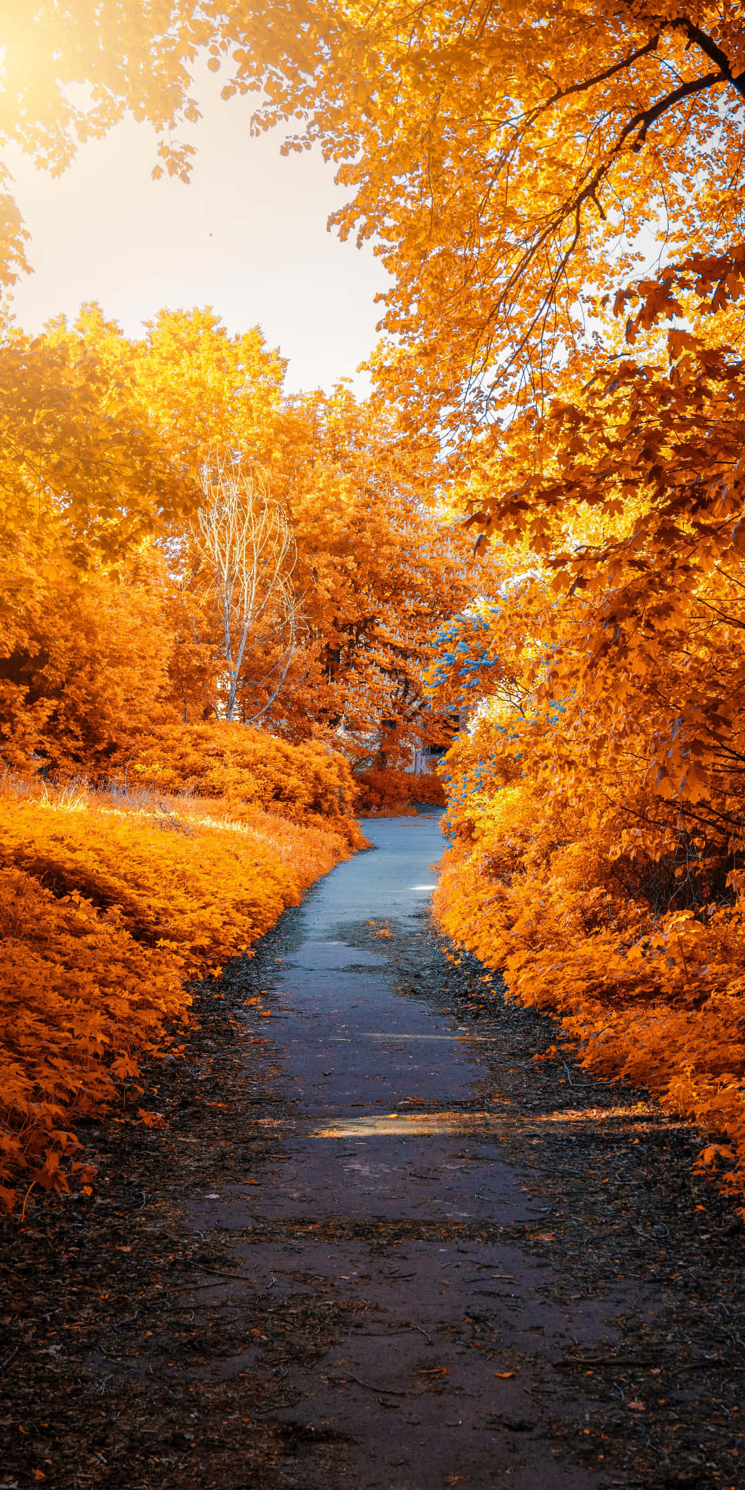 Pixel 3 Autumn 桌布 壁紙 — 一條蜿蜒小徑穿過沐浴在金色秋光中的森林，頭頂上是充滿活力的橙色樹葉。