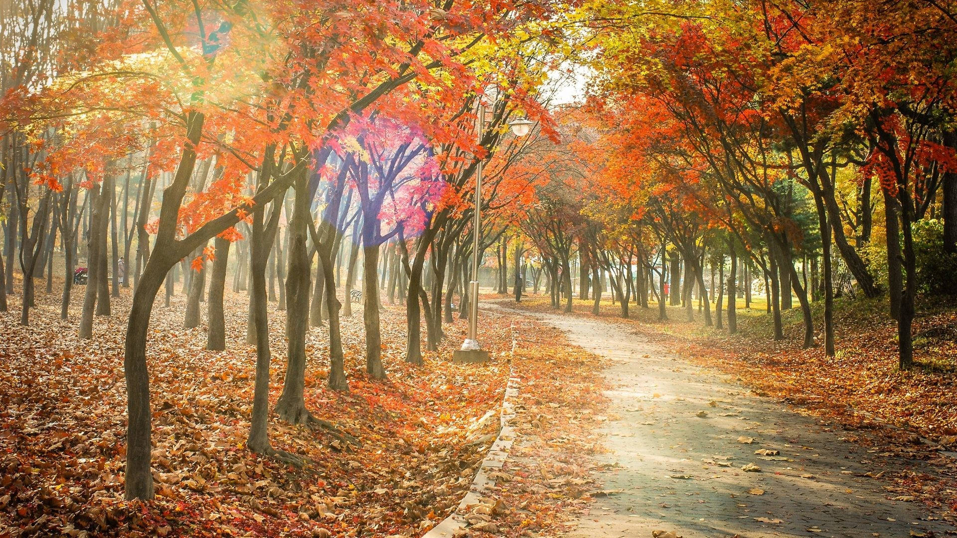 Best Autumn 桌布 壁紙 — 一條蜿蜒小徑穿過火紅和橙色的楓樹林，沐浴在金色的晨光中。