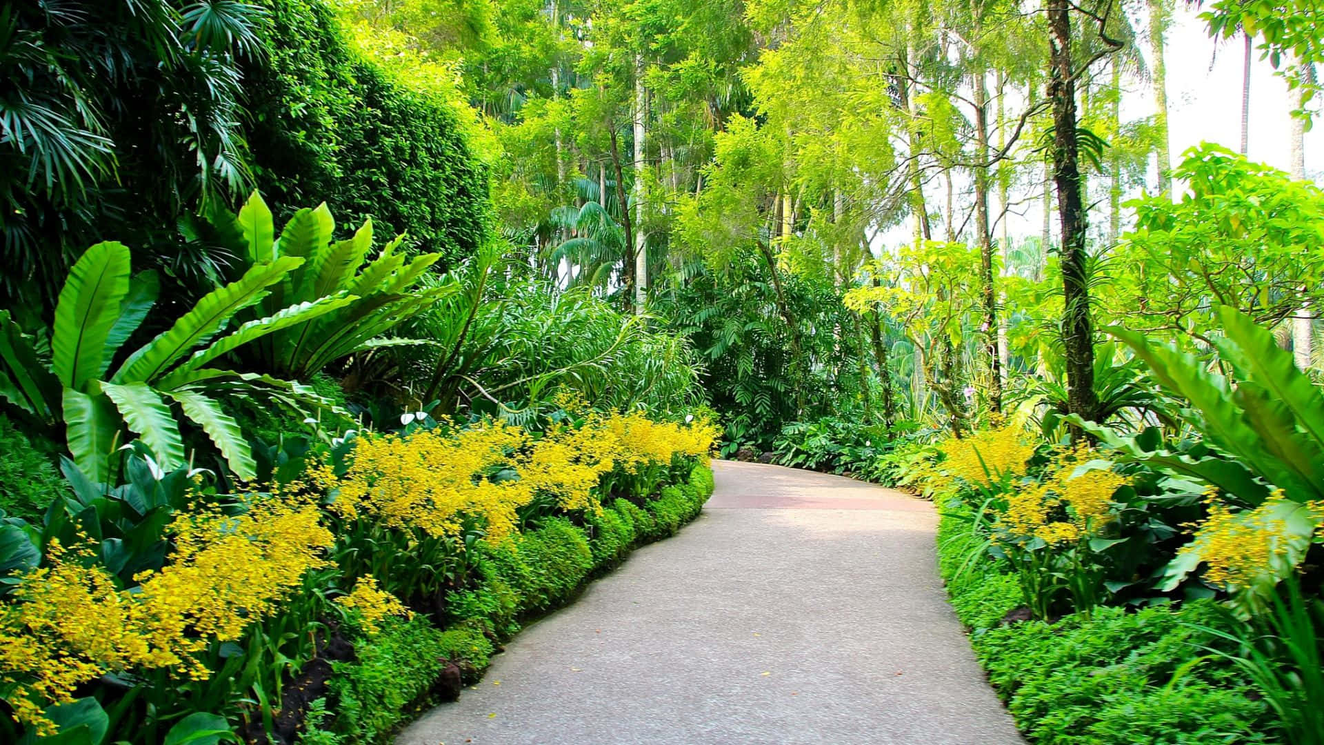 Botanical 桌布 壁紙 — 一條蜿蜒小徑穿過茂密的熱帶花園，兩旁種滿鮮豔的黃色花朵和高聳的綠色植物。