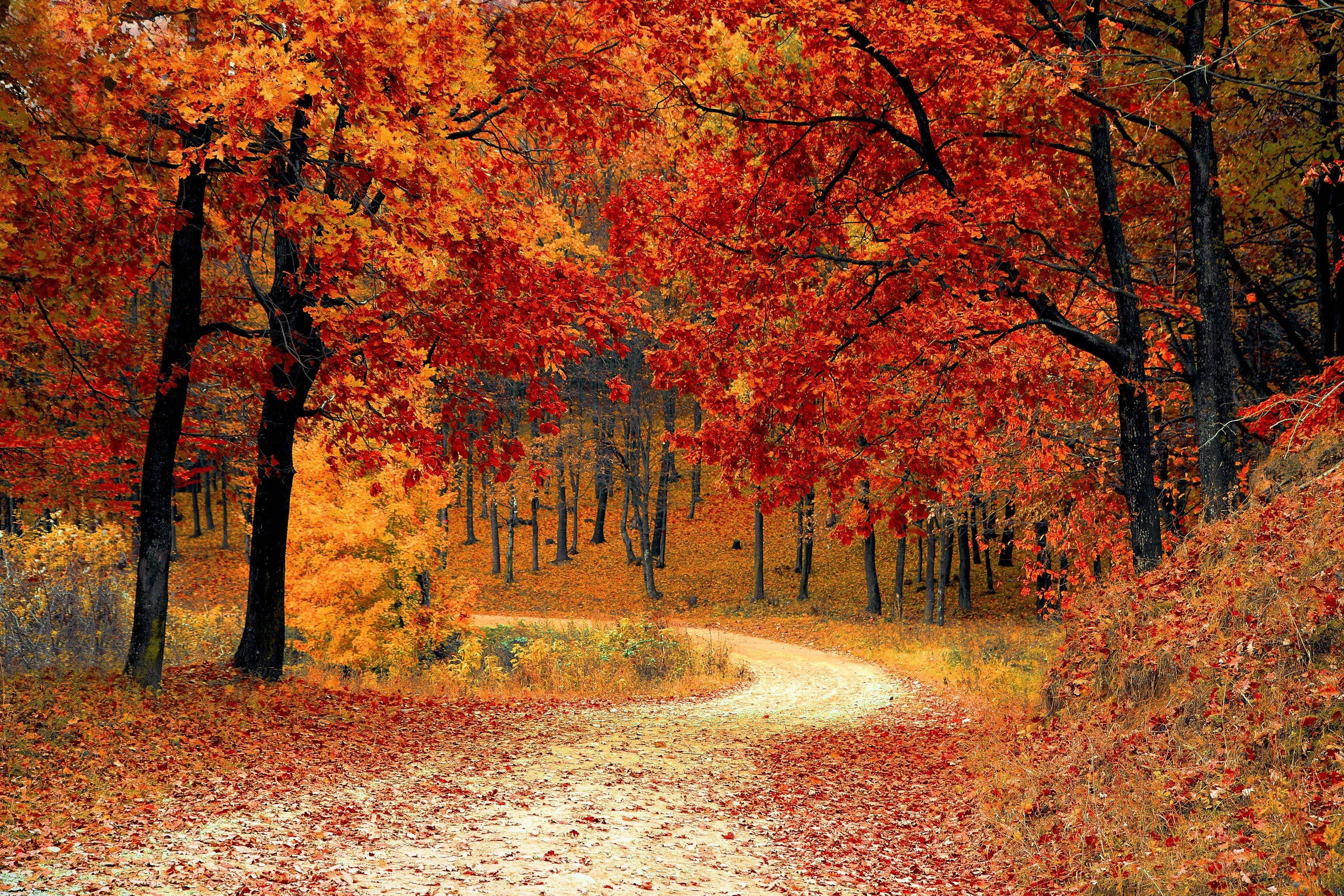 Beautiful Nature Photography 桌布 壁紙 — 一條蜿蜒小徑穿過被火紅和橙色秋葉覆蓋的森林，沐浴在柔和的金色光線下。