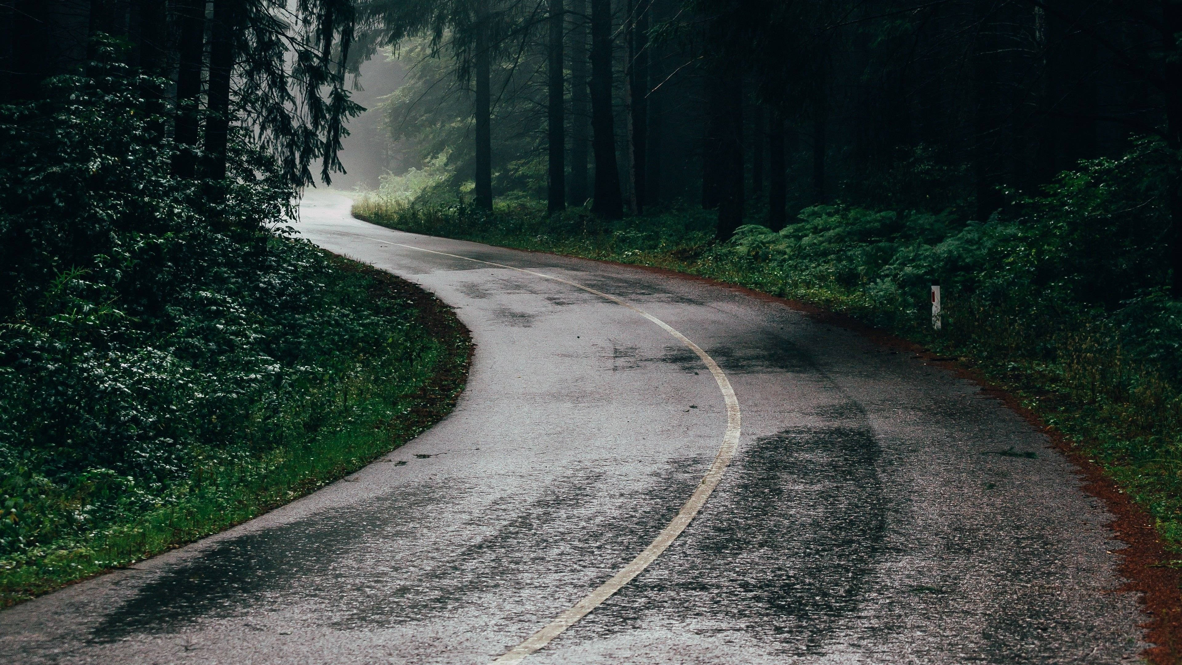 Road 桌布 壁紙 — 一條蜿蜒潮濕的瀝青路穿過迷霧籠罩的黑暗森林，兩旁有高大的樹木和茂密的綠色灌木叢。