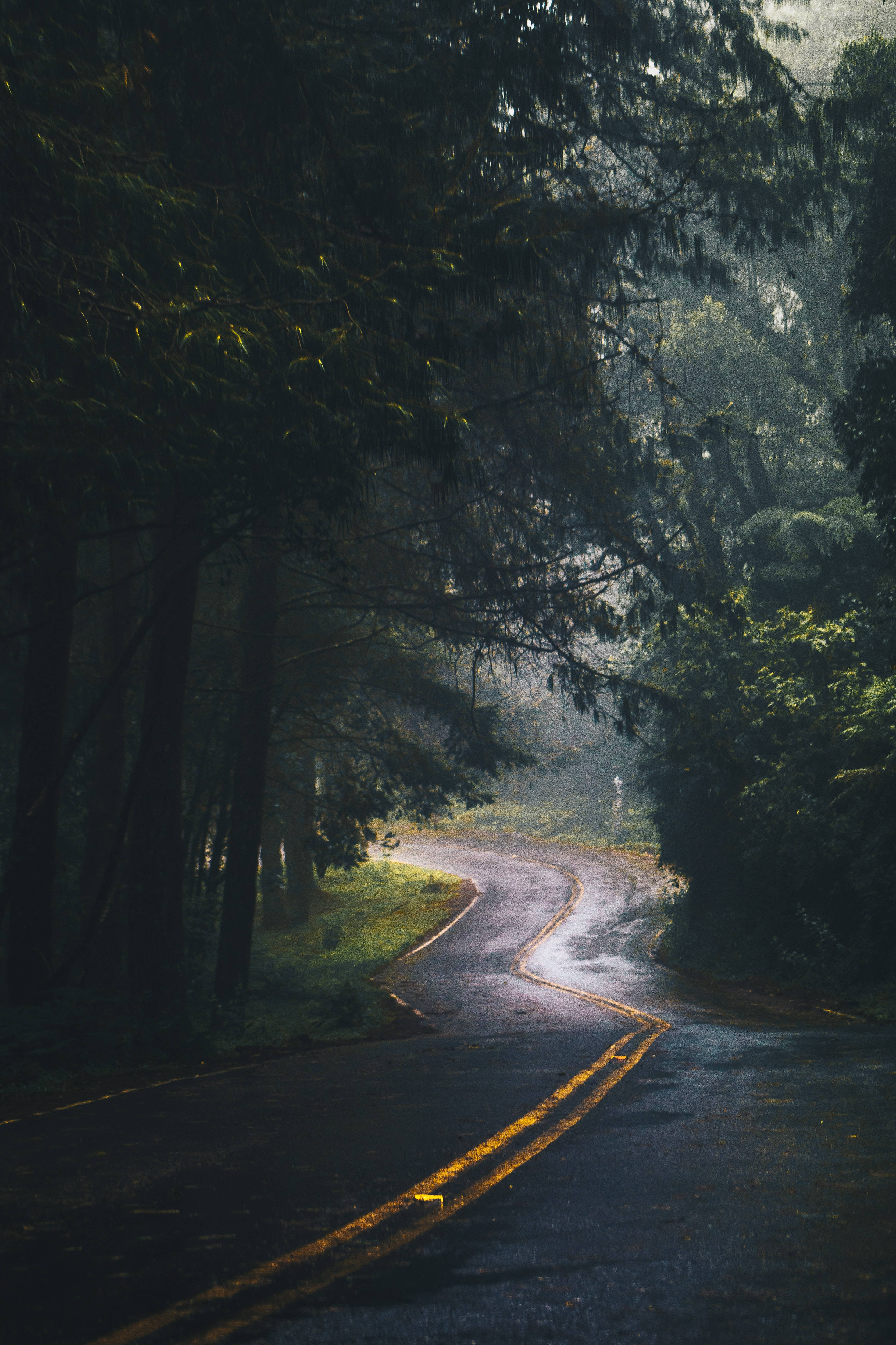 Road 桌布 壁紙 — 一條蜿蜒潮濕的道路穿過茂密的森林，霧氣般的陽光透過高大的樹木灑落。