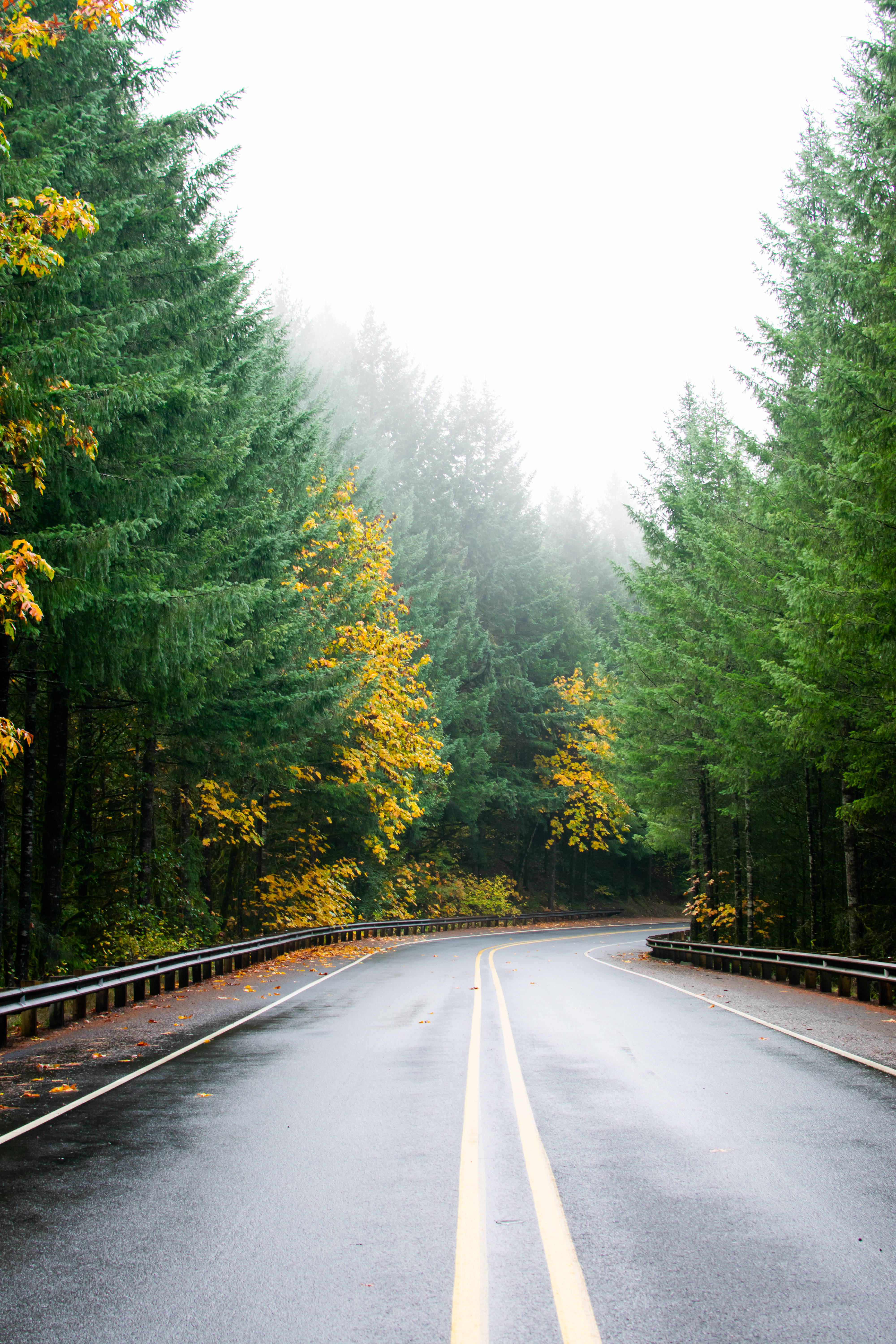 Road 桌布 壁紙 — 一條蜿蜒潮濕的道路穿過霧氣瀰漫的森林，兩旁有常綠樹和金色的秋葉。