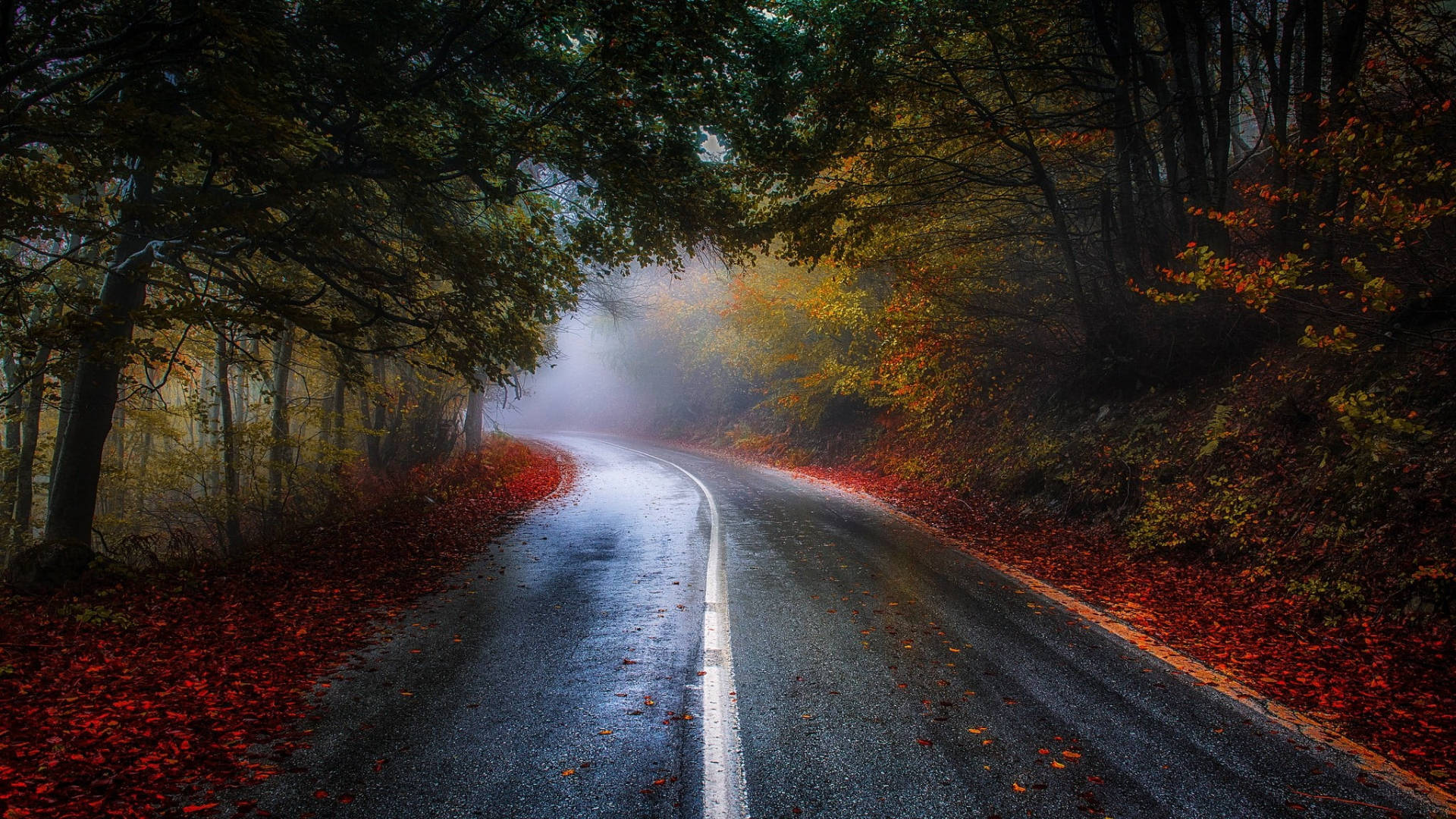 Autumn Leaves 桌布 壁紙 — 一條蜿蜒潮濕的道路蜿蜒穿過迷霧森林，兩旁鋪滿鮮豔的紅色和金色秋葉。