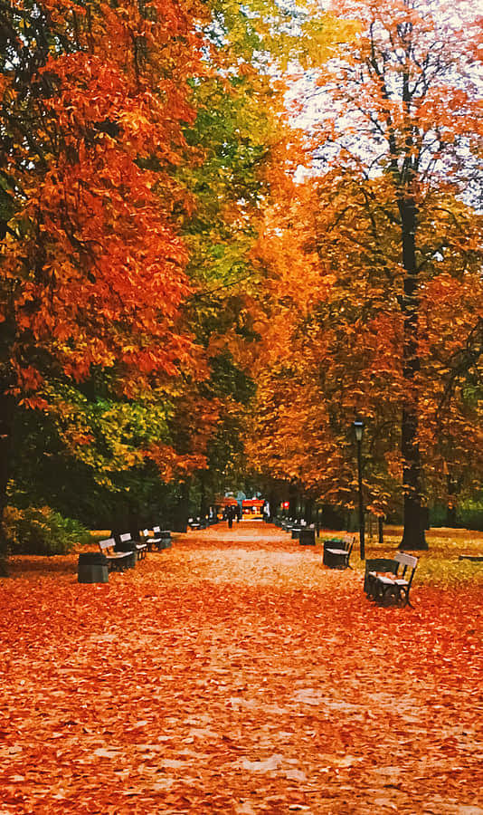 Nature Fall 桌布 壁紙 — 一條蜿蜒的公園小徑鋪滿了火紅的橙色秋葉，兩旁是色彩繽紛的樹木和散落的長椅，在柔和的光線下。