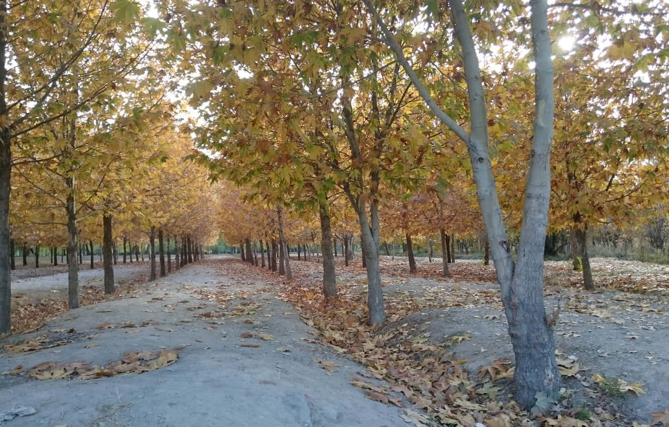 Fall Scenes 桌布 壁紙 — 一條蜿蜒的小徑，兩旁種滿高大的樹木，在柔和的光線下展現金黃色的秋葉。