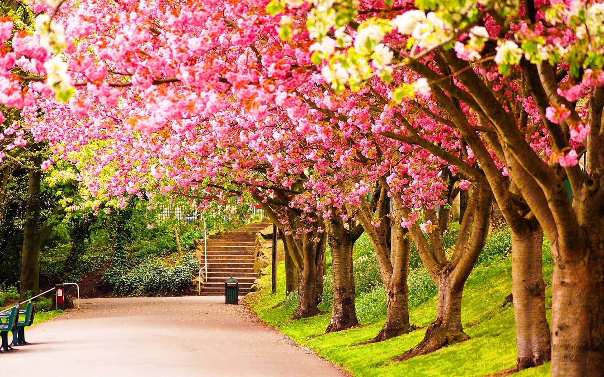 Spring Nature 桌布 壁紙 — 一條蜿蜒的小徑，被茂密綠色公園中鮮豔的粉紅色櫻花拱形遮蔭。