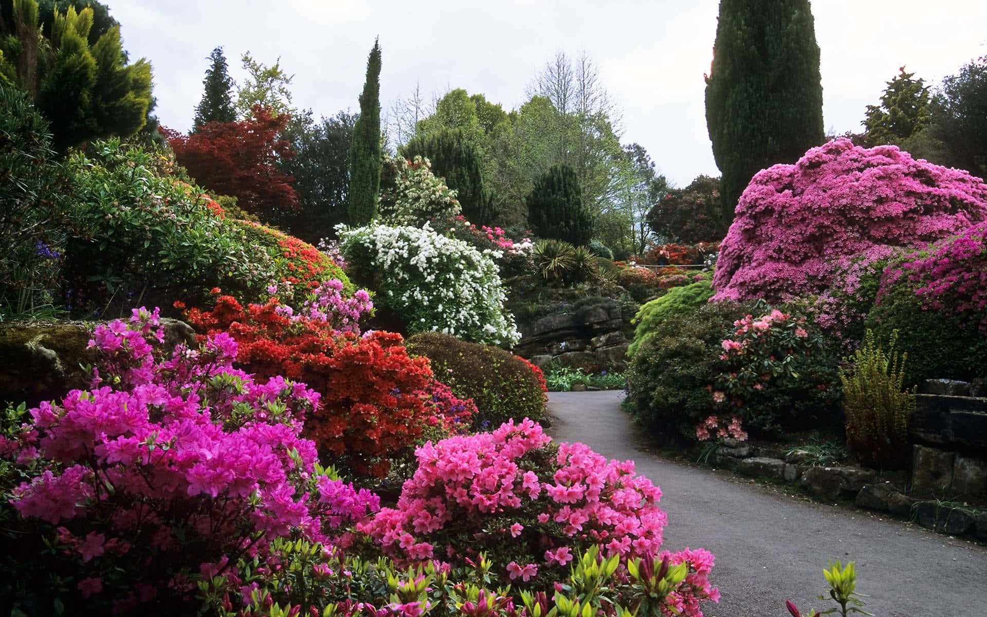 Garden Design 桌布 壁紙 — 一條蜿蜒的小徑穿過一個茂盛的花園，花園裡開滿了鮮豔的粉紅色、紅色和白色的花叢，天空多雲。