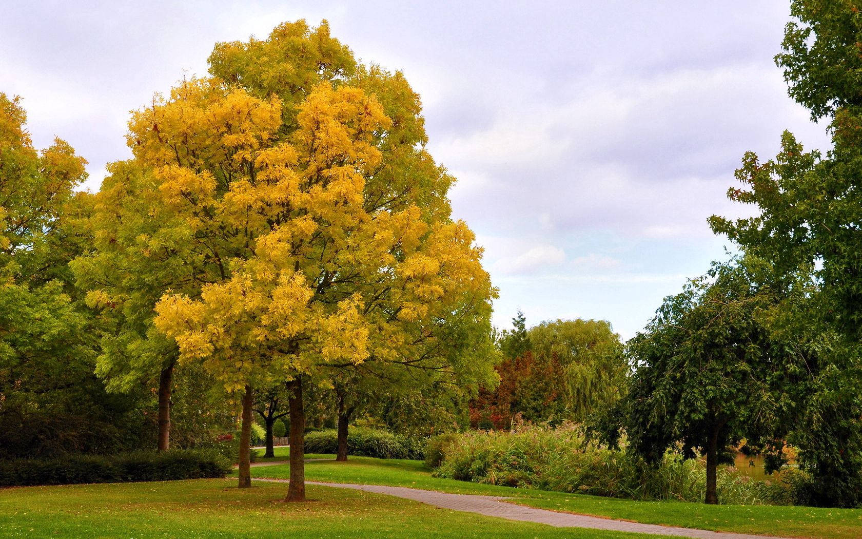 October 桌布 壁紙 — 一條蜿蜒的小徑穿過公園，一棵鮮黃色的樹在周圍的綠意中脫穎而出，天空多雲。