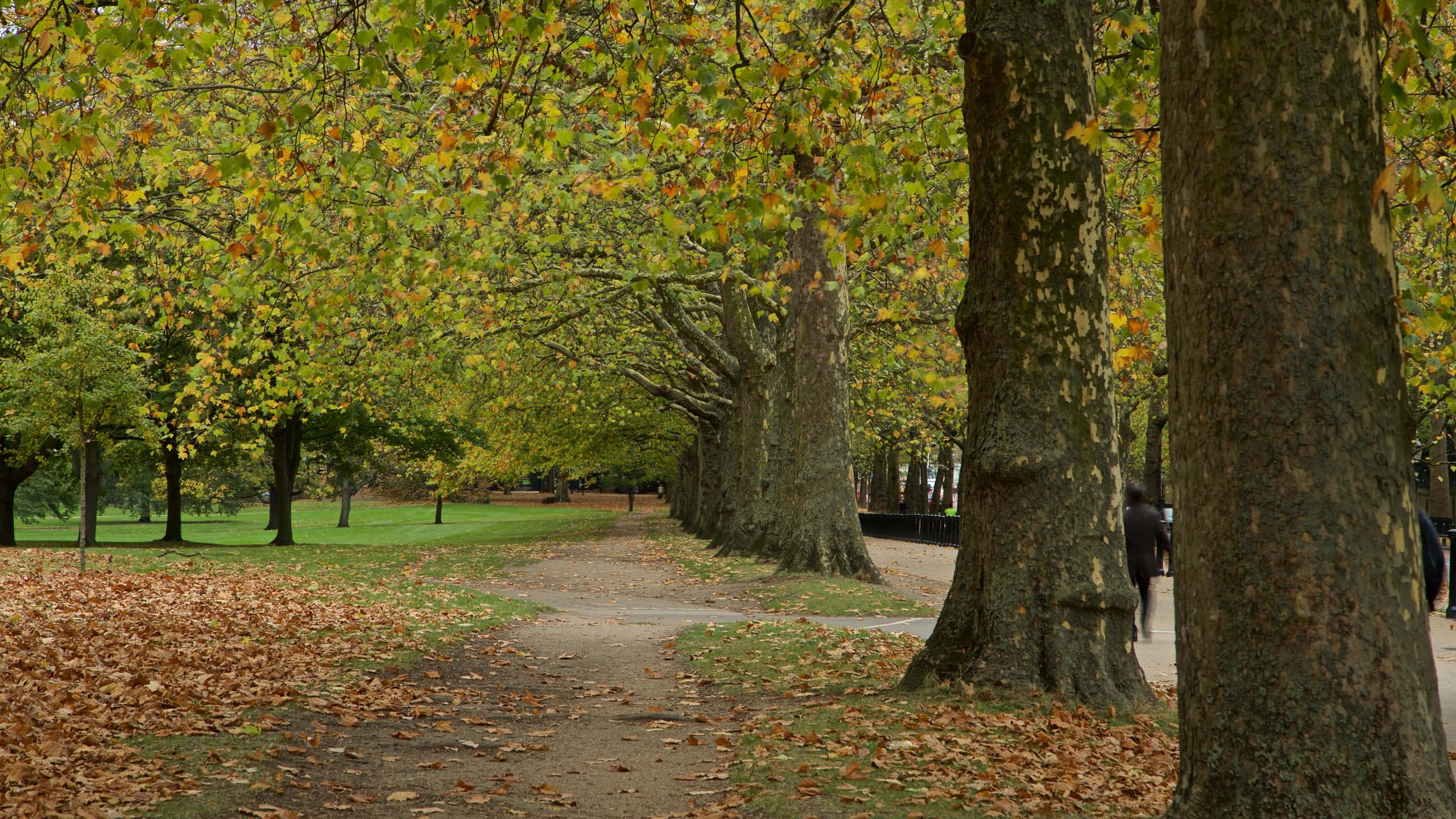 trees 桌布 壁紙 — 一條蜿蜒的小徑穿過公園，兩旁種滿高大的樹木，在柔和的光線下飄落金黃和綠色的樹葉。