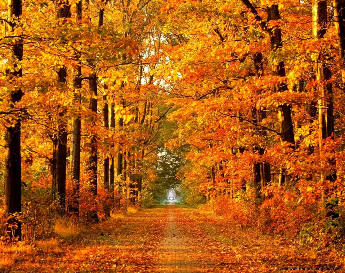 Autumn Wind 桌布 壁紙 — 一條蜿蜒的小徑穿過森林，森林在柔和日光下披上鮮豔的橙色和金色秋葉。