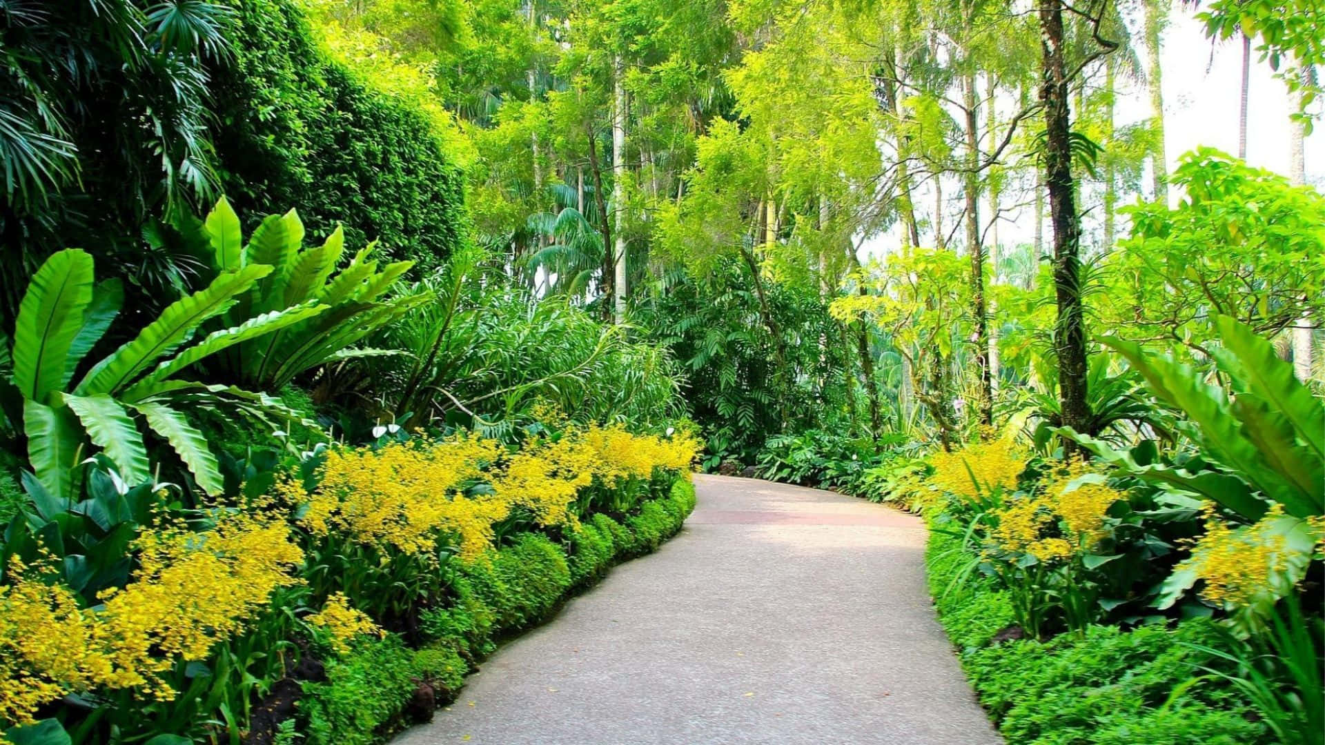 全高清 桌布 壁紙 — 一條蜿蜒的小徑穿過茂密的熱帶花園，兩旁種滿鮮黃色的花朵和高聳的綠色樹葉。